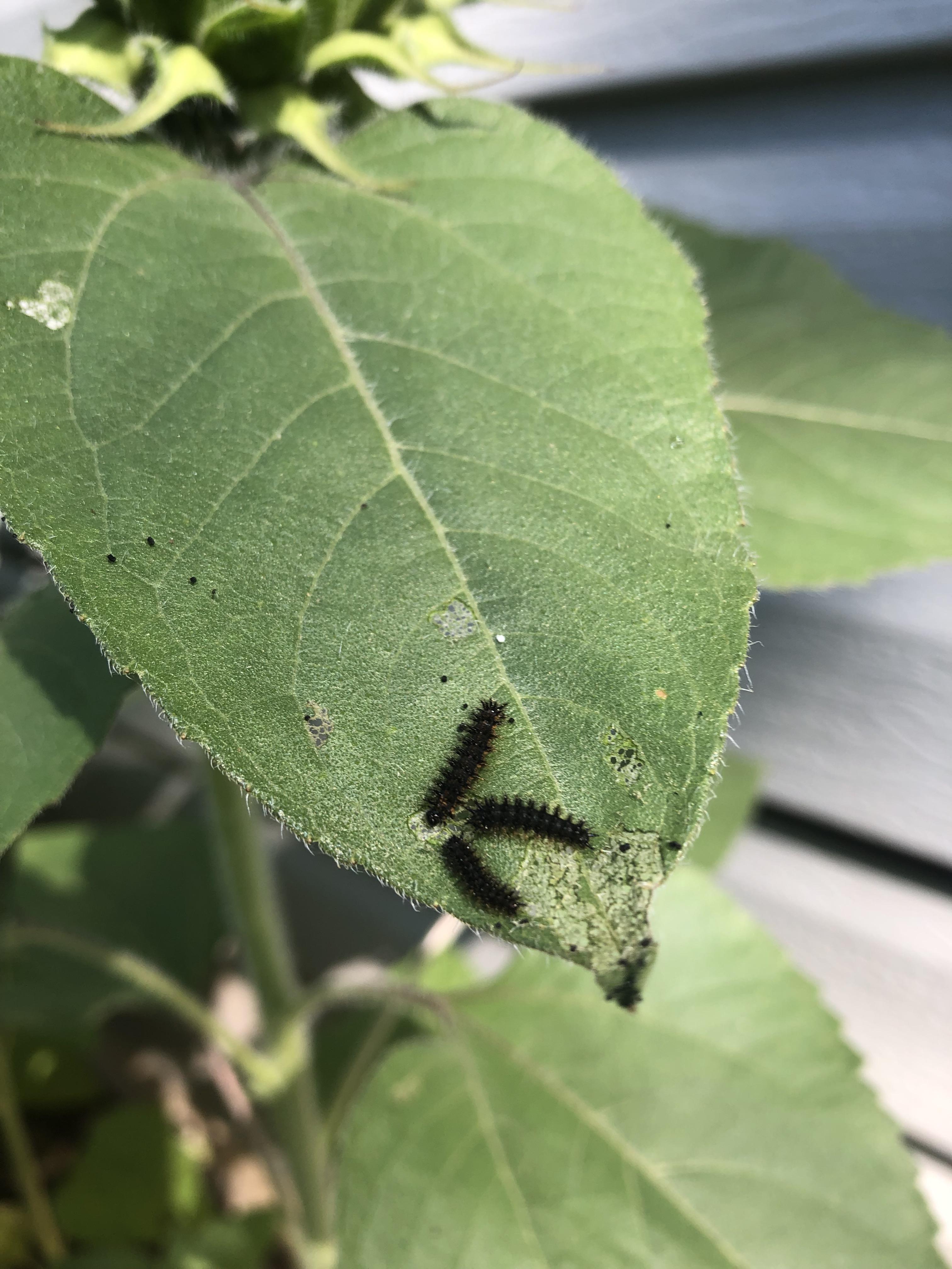 Who is eating my sunflowers? r/whatsthisbug