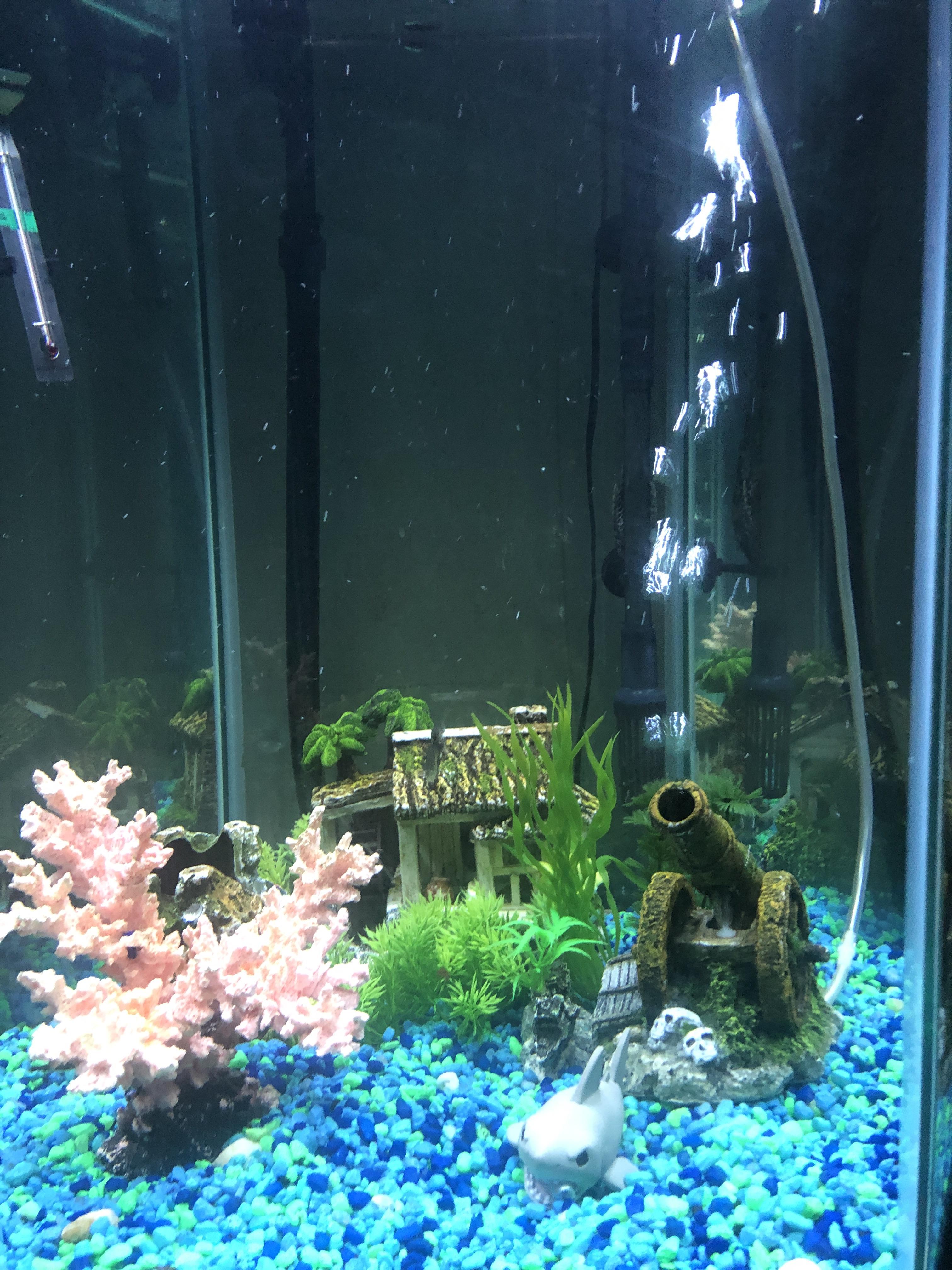 Artificial fish tank, want to go natural r/Aquariums