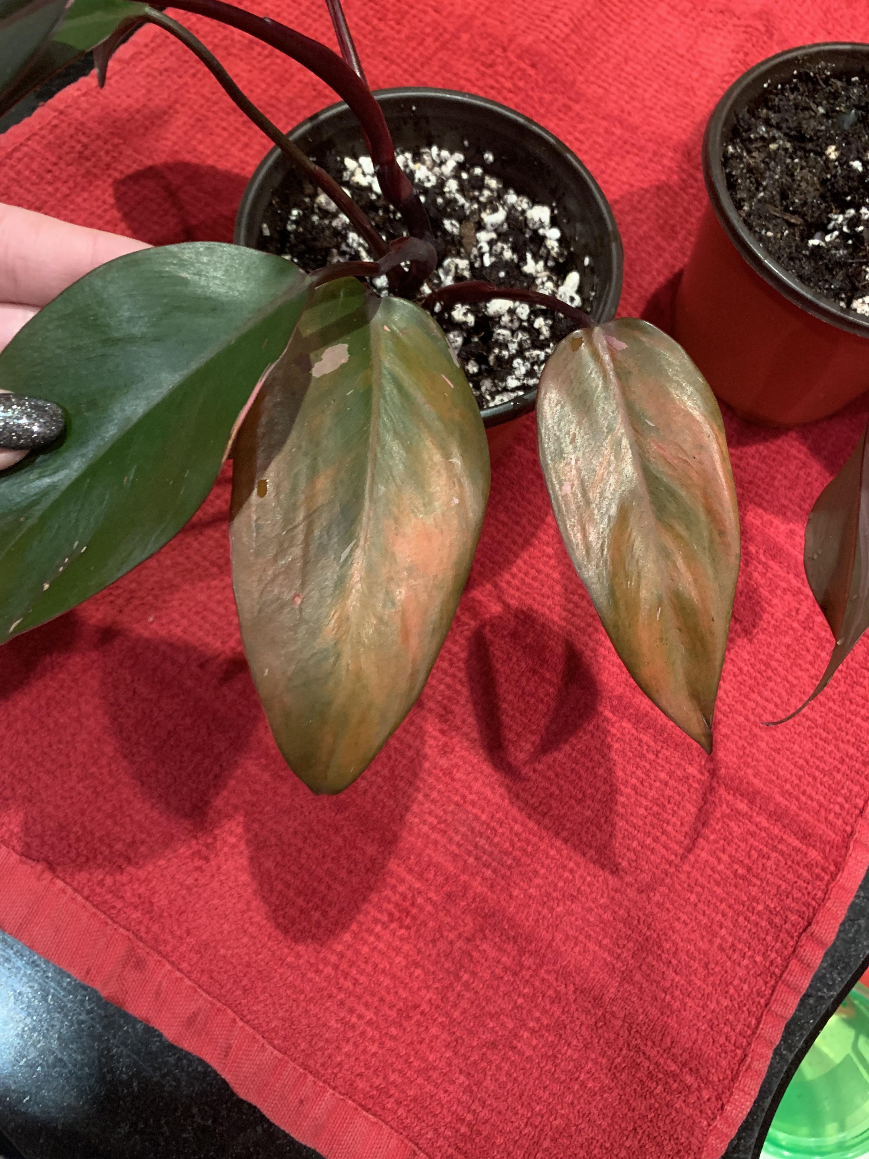 Are the leaves on my Philodendron Pink Princess dying? Why? r/houseplants