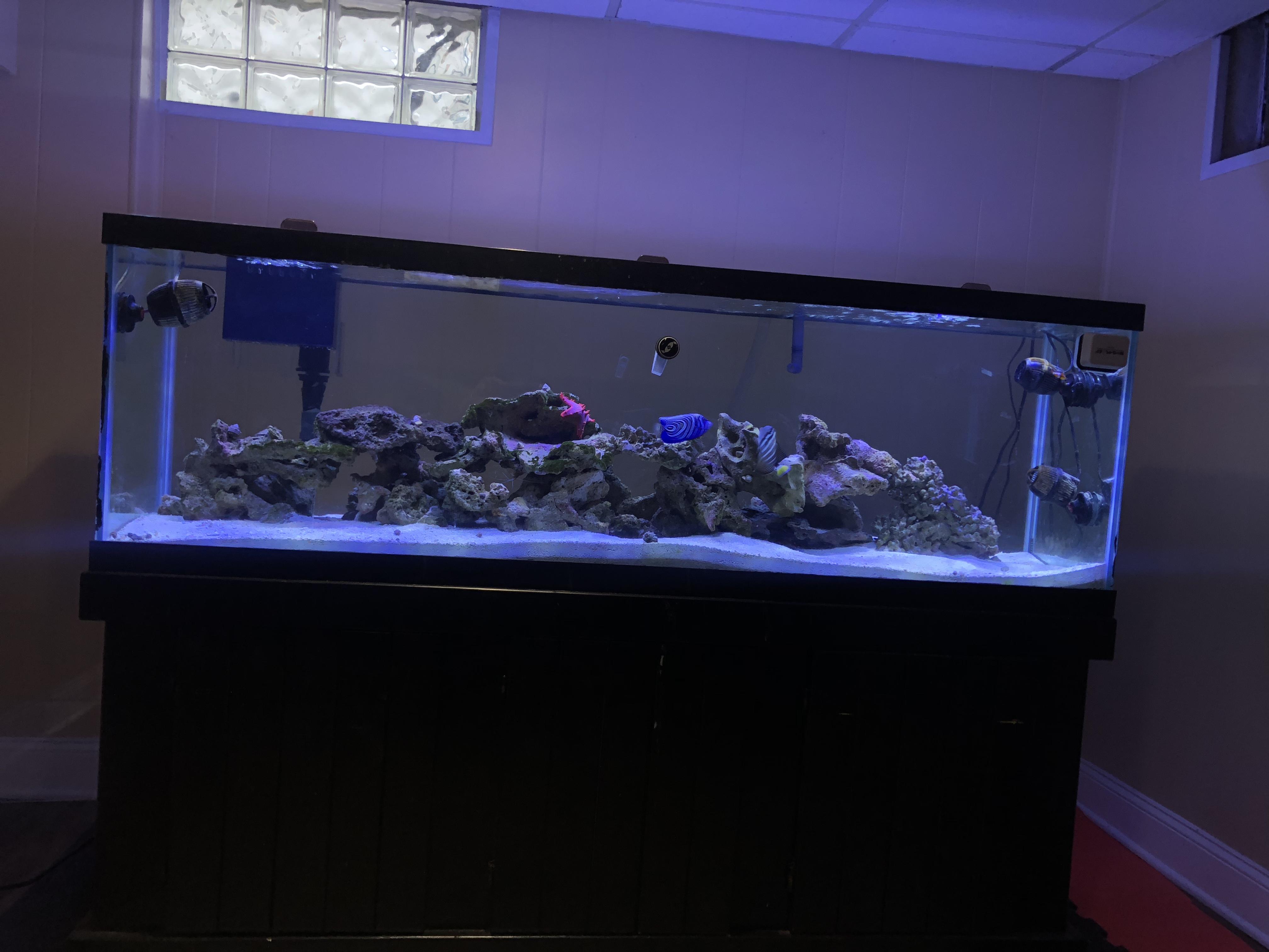 Full Tank Shot ) 125 gallon FOWLR r/Aquariums