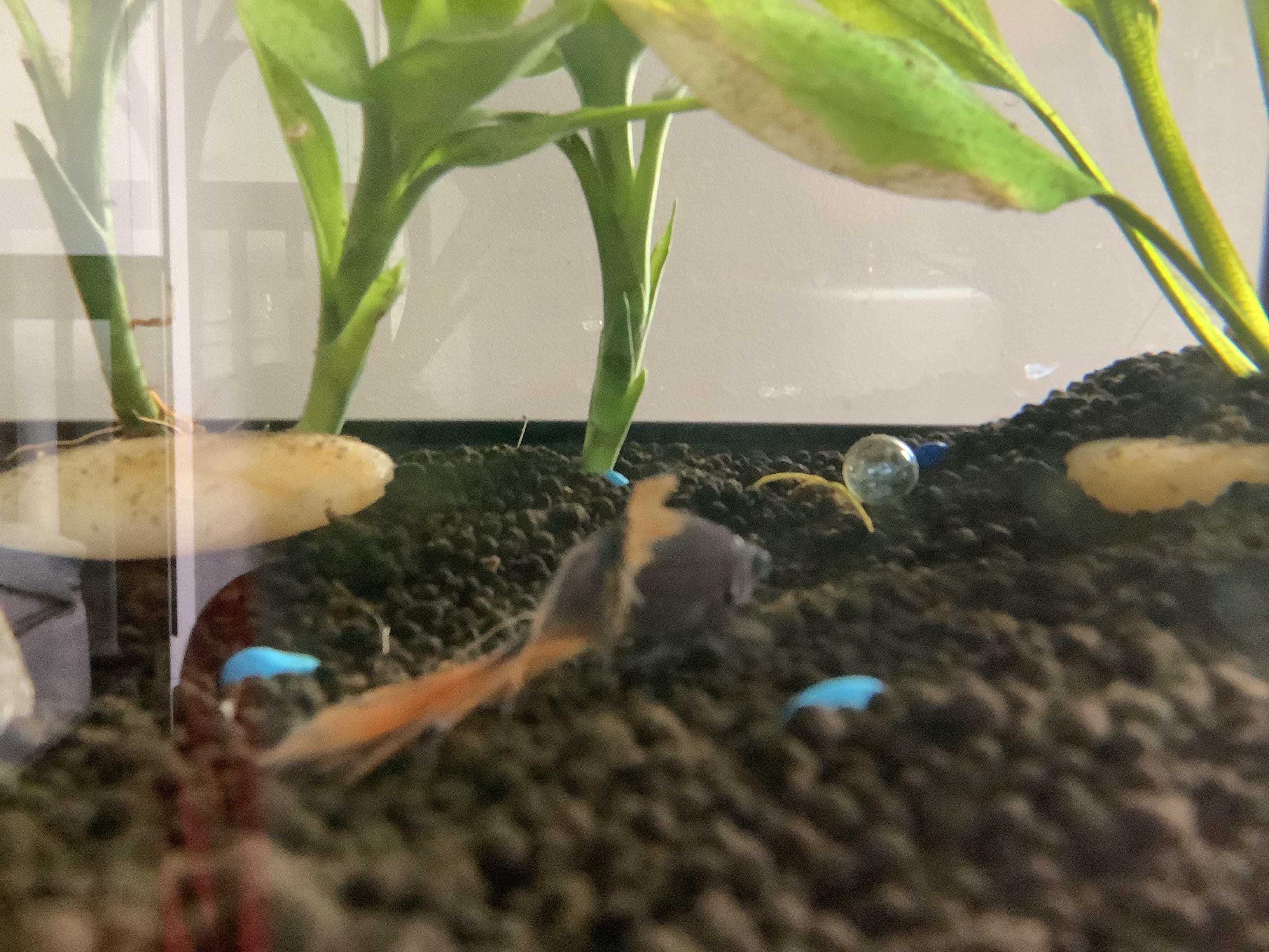 Anyone know what’s wrong with my betta? He’s not getting up from the