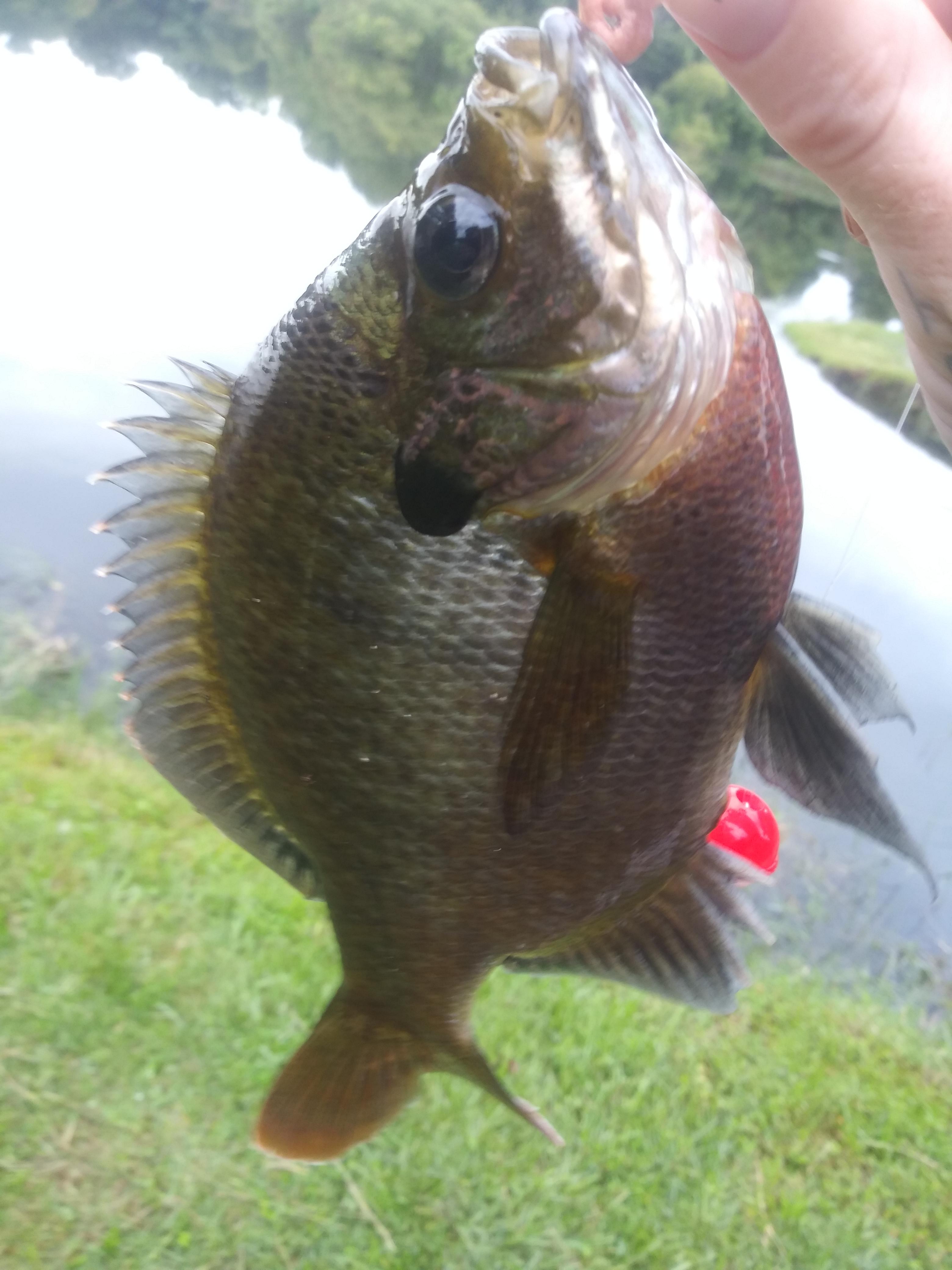 Gainesville Bluegill r/Fishing