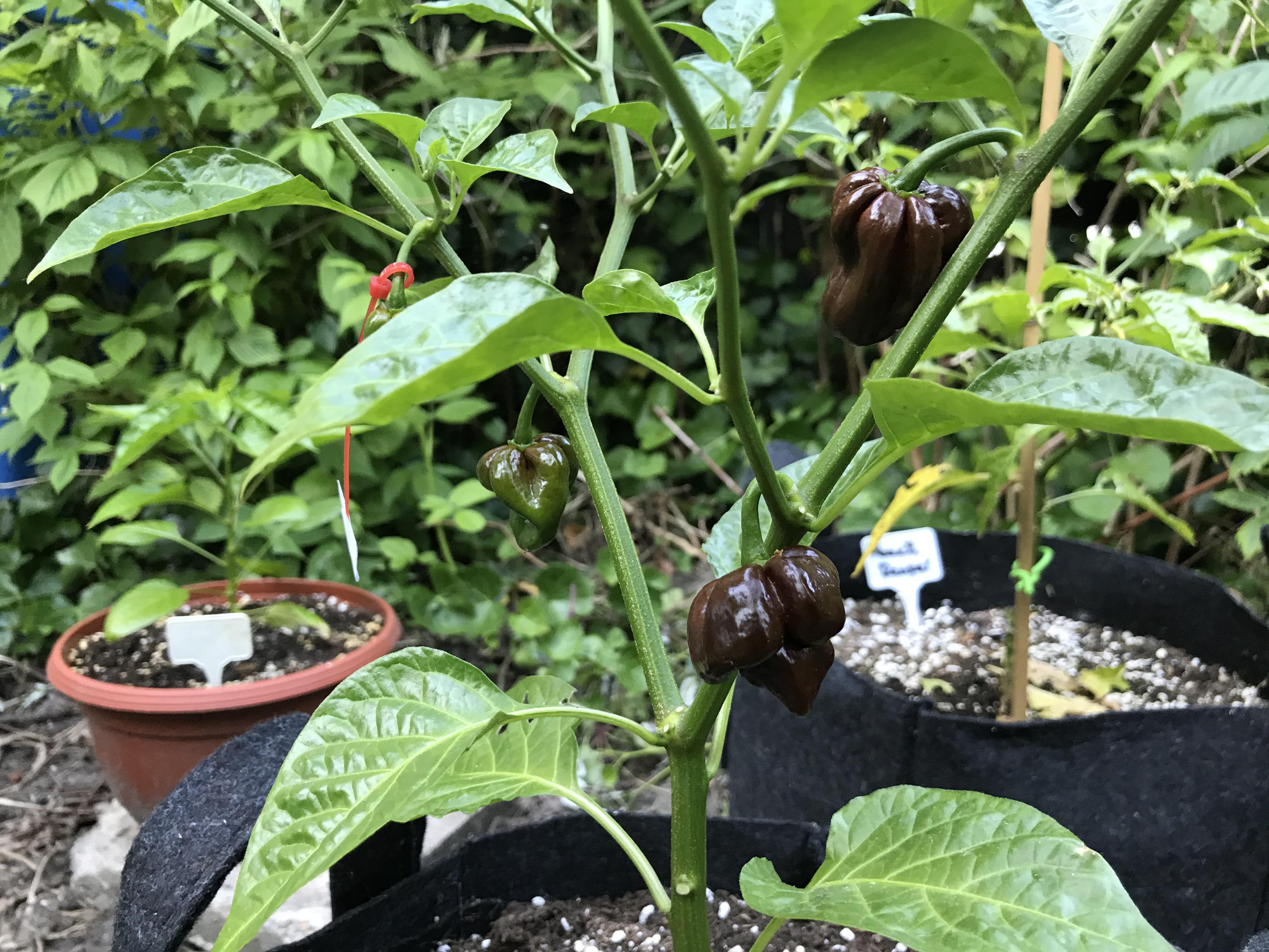 My one weird Chocolate Habanero r/HotPeppers
