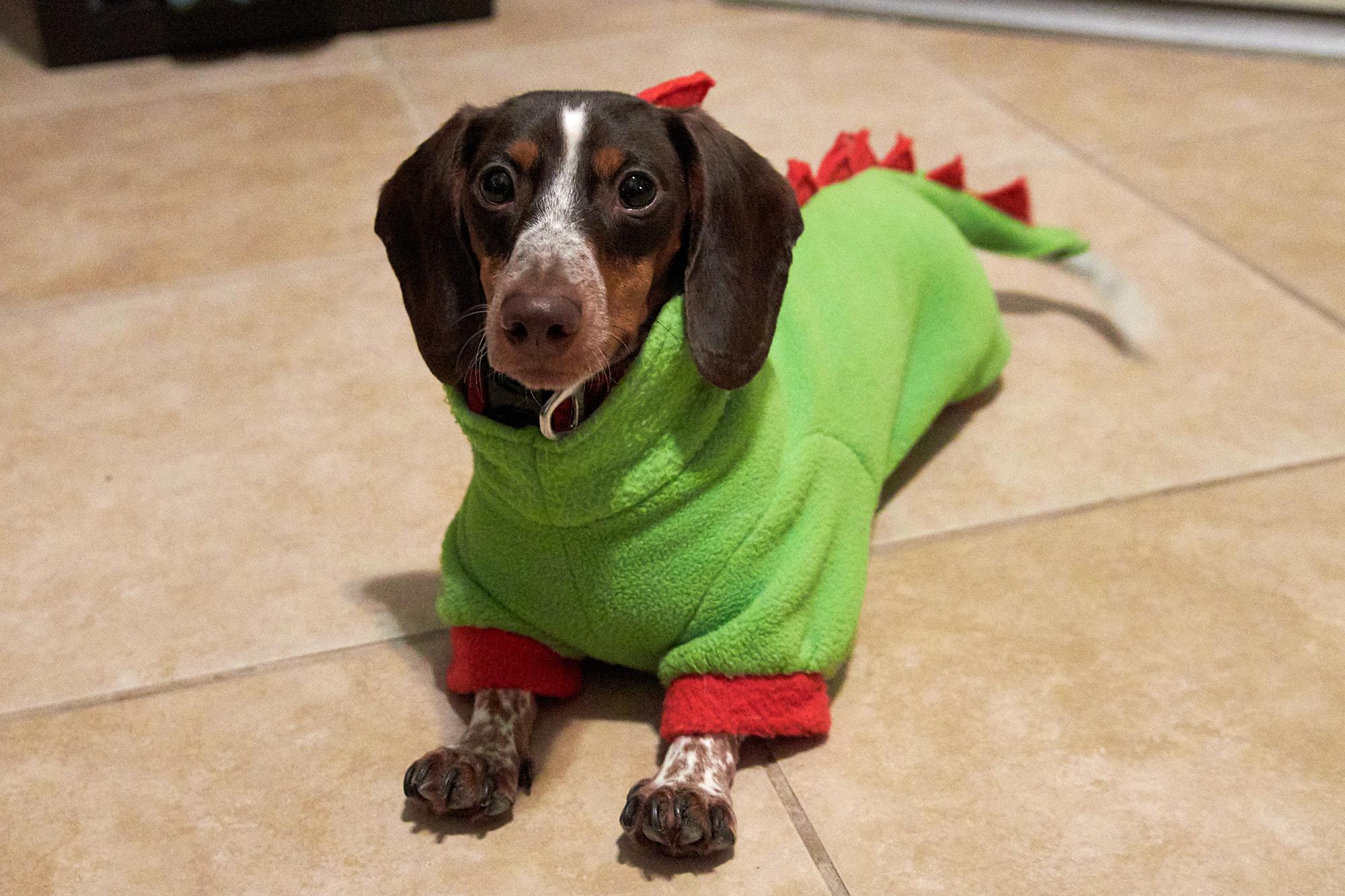 Havoc fitting into his dinosaur costume a little better this year... r/Dachshund