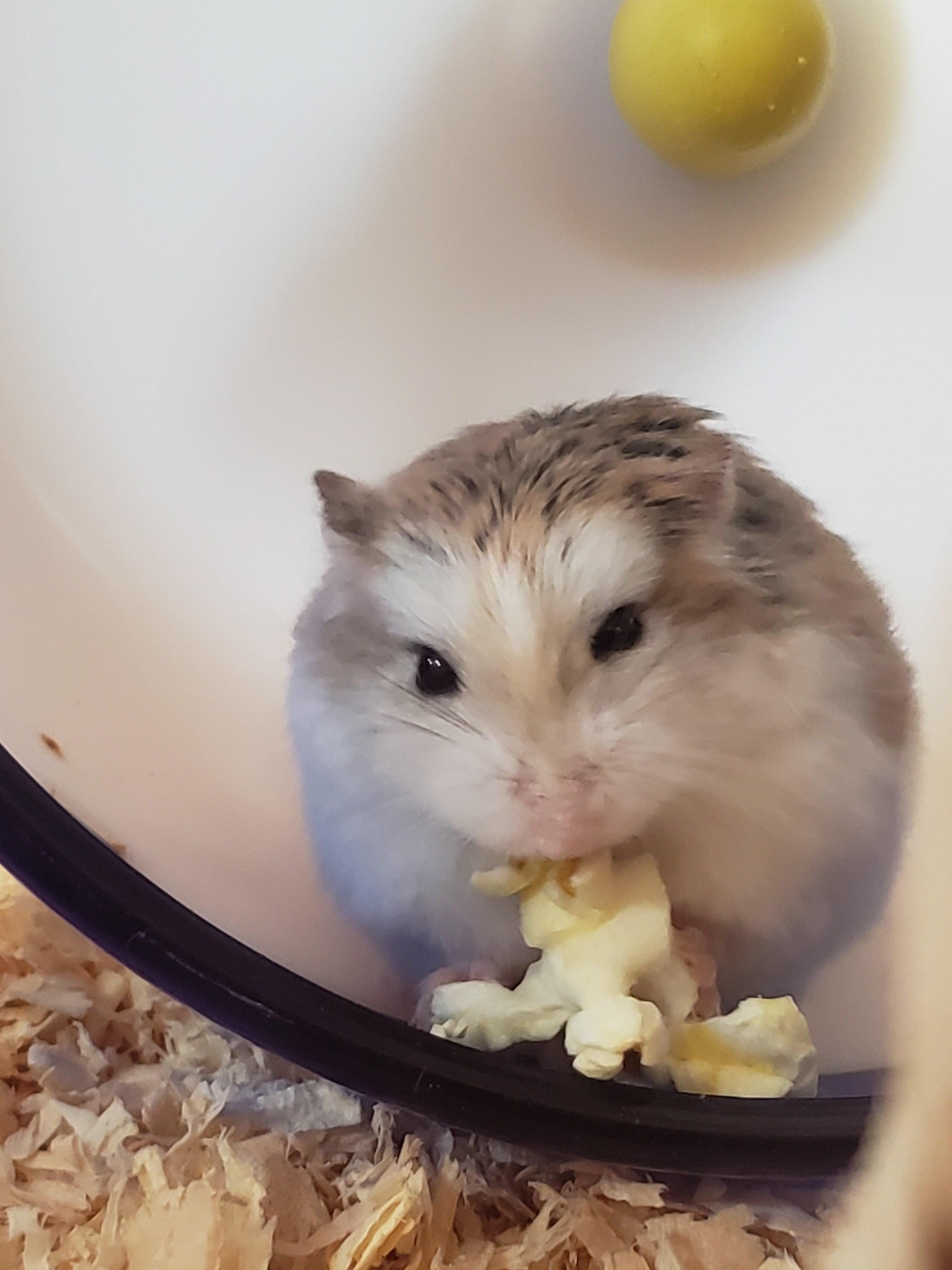 Mandu does a munch r/hamsters