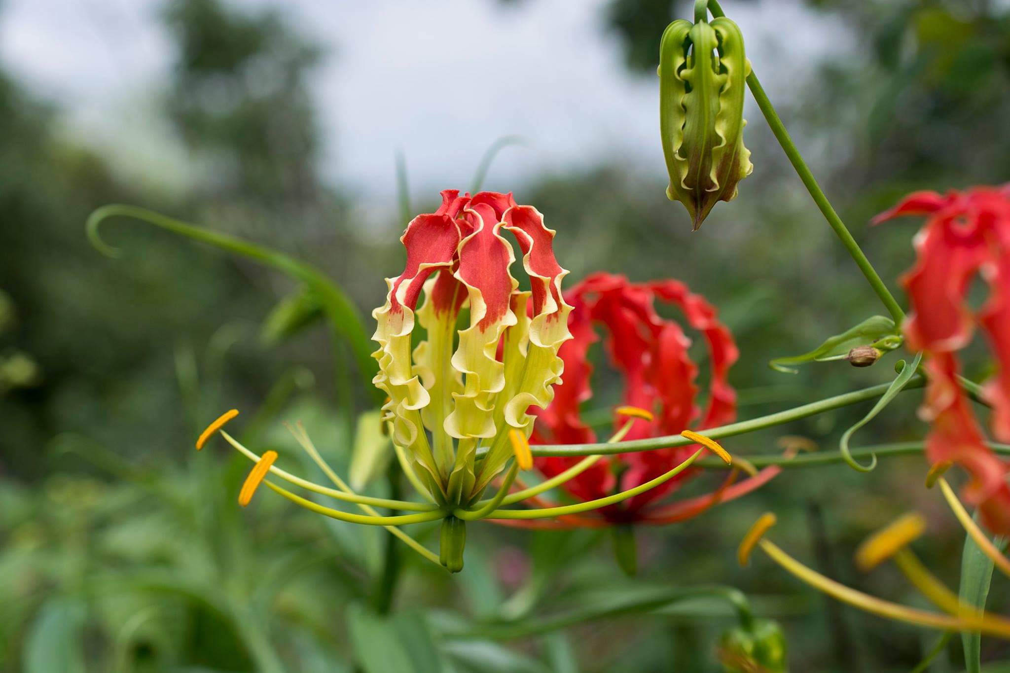 Flower of Glory lily Gloriosa superba from Bangalore, India. r/botany