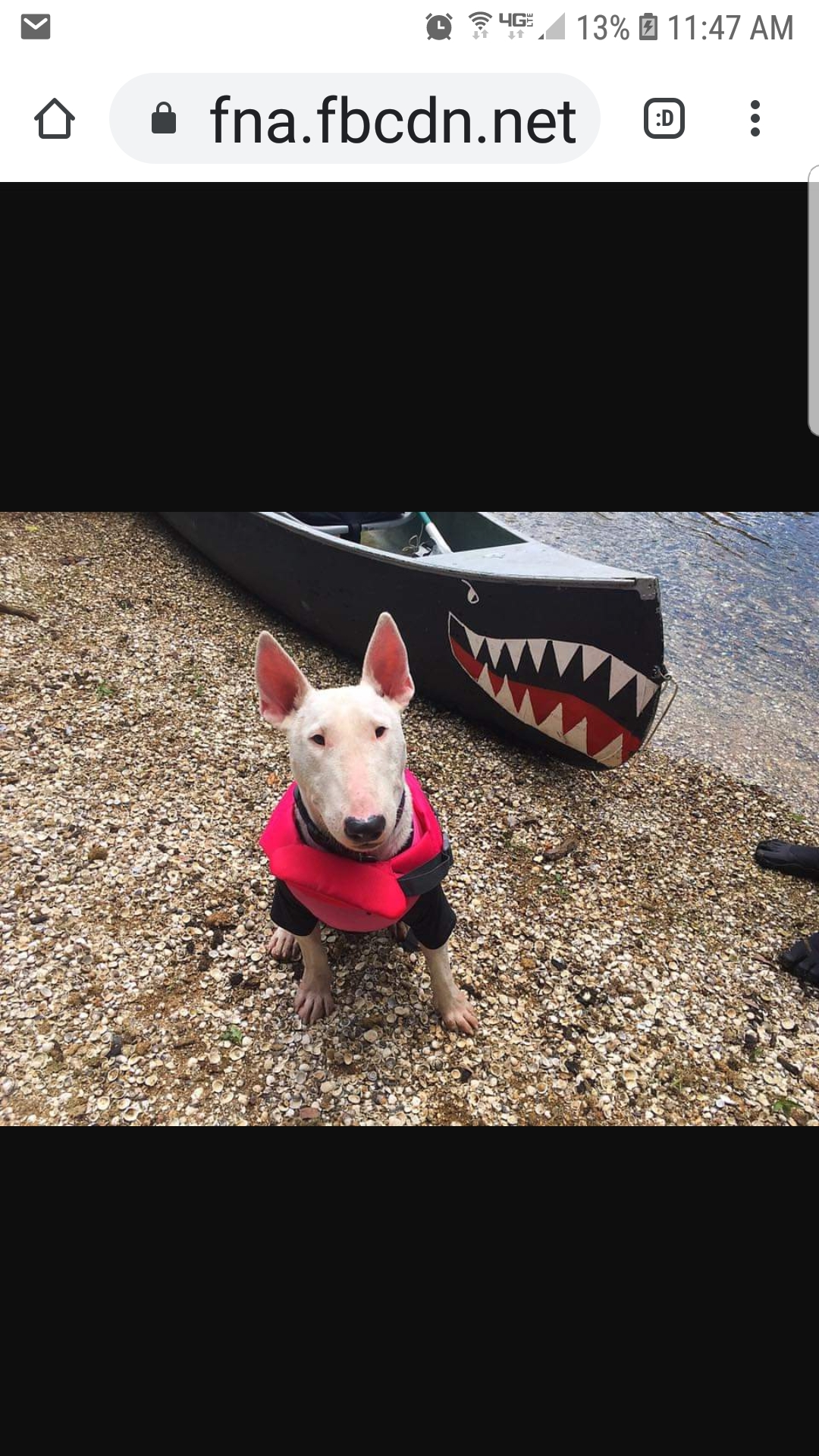 Life jacket on cause safety first white water rafting BullTerrier