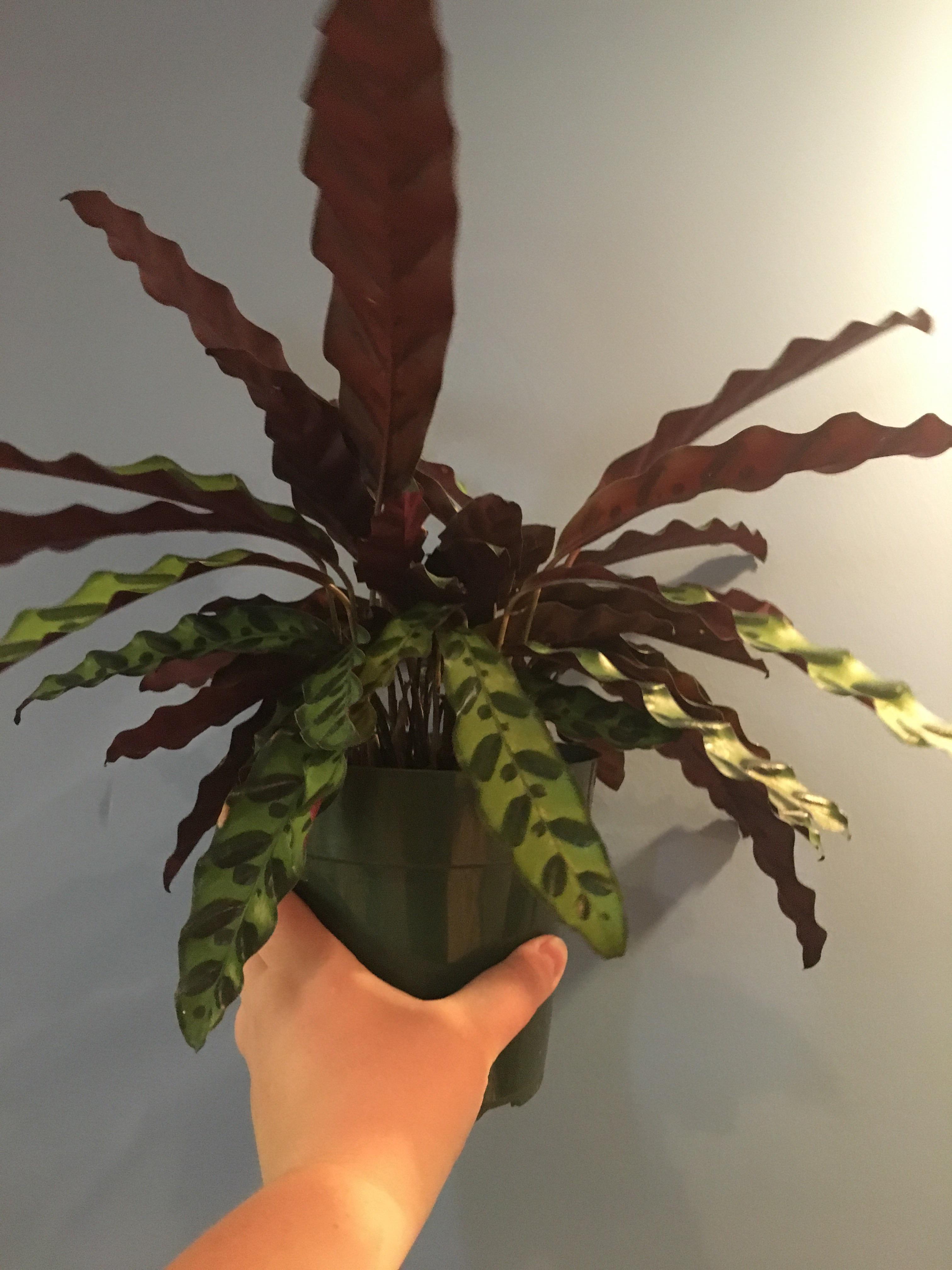 Why are my rattlesnake plant’s lower leaves drooping? (more info in