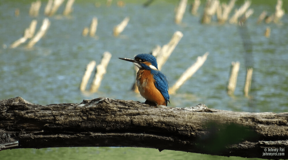 One of the most beautiful birds in Europe photographed near river