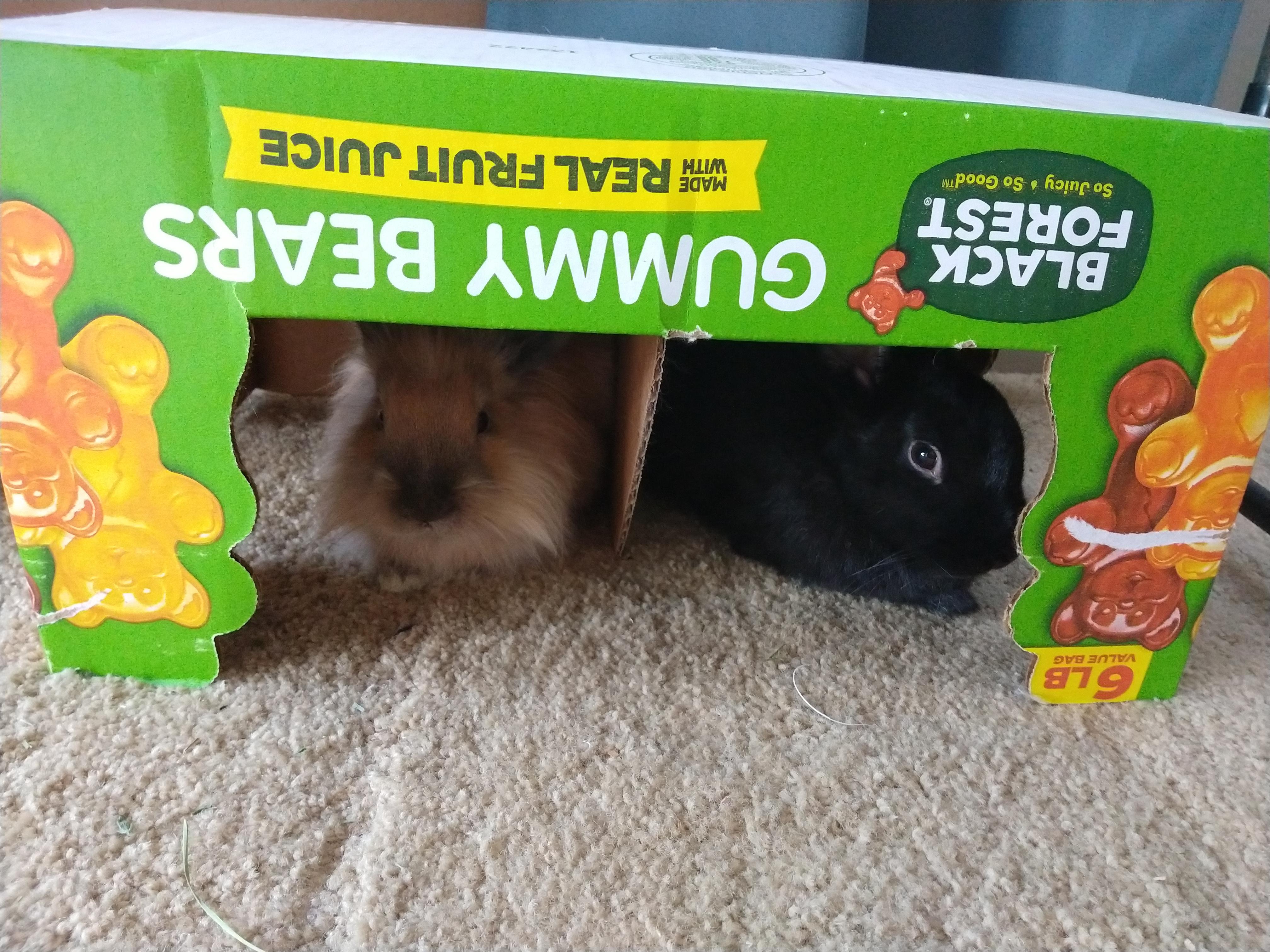 Who needs a fancy hidey house when you've got Costco boxes? r/Rabbits