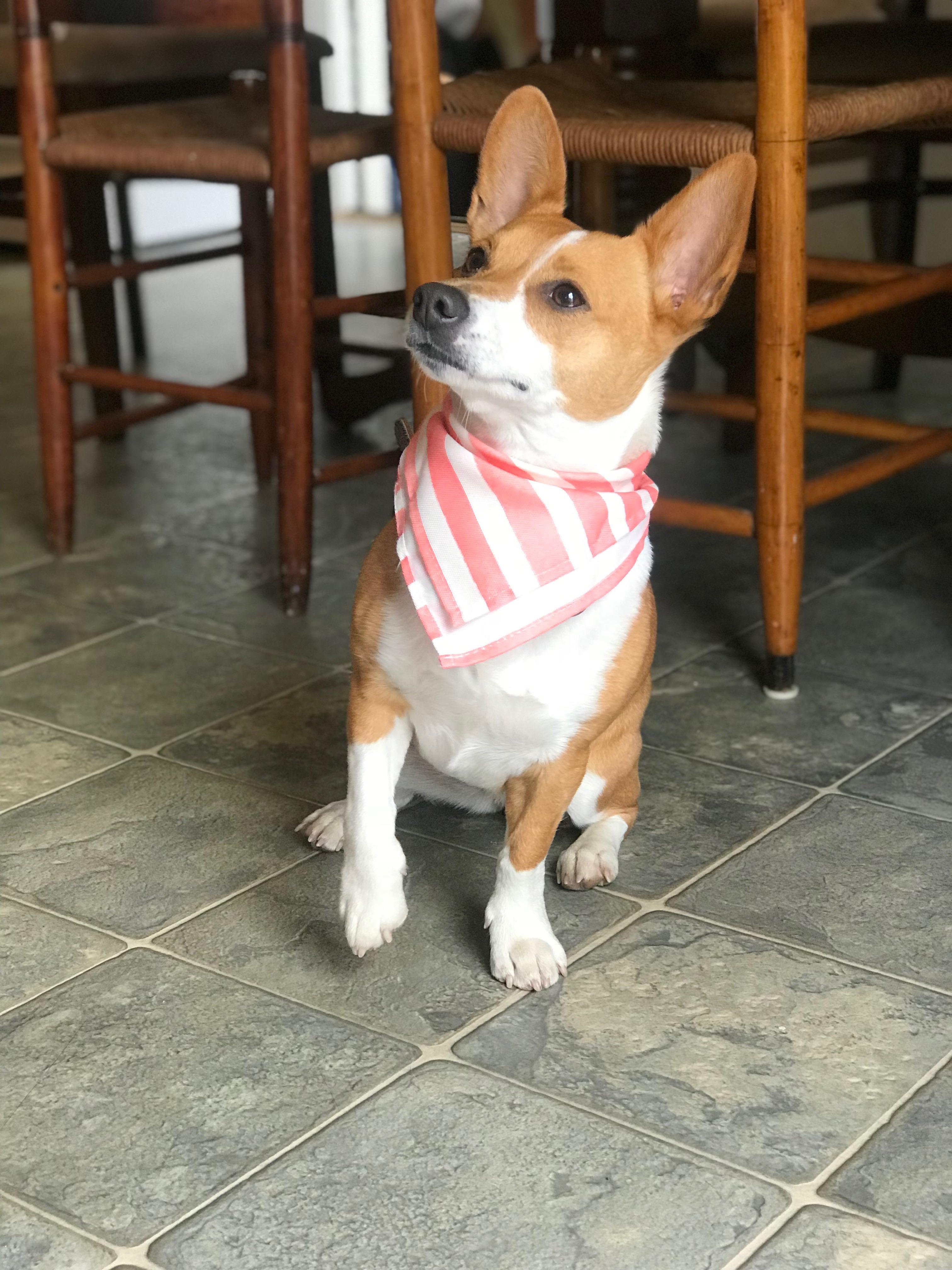 Often mistaken for a Podengo, Basenji, or Rat Terrier but