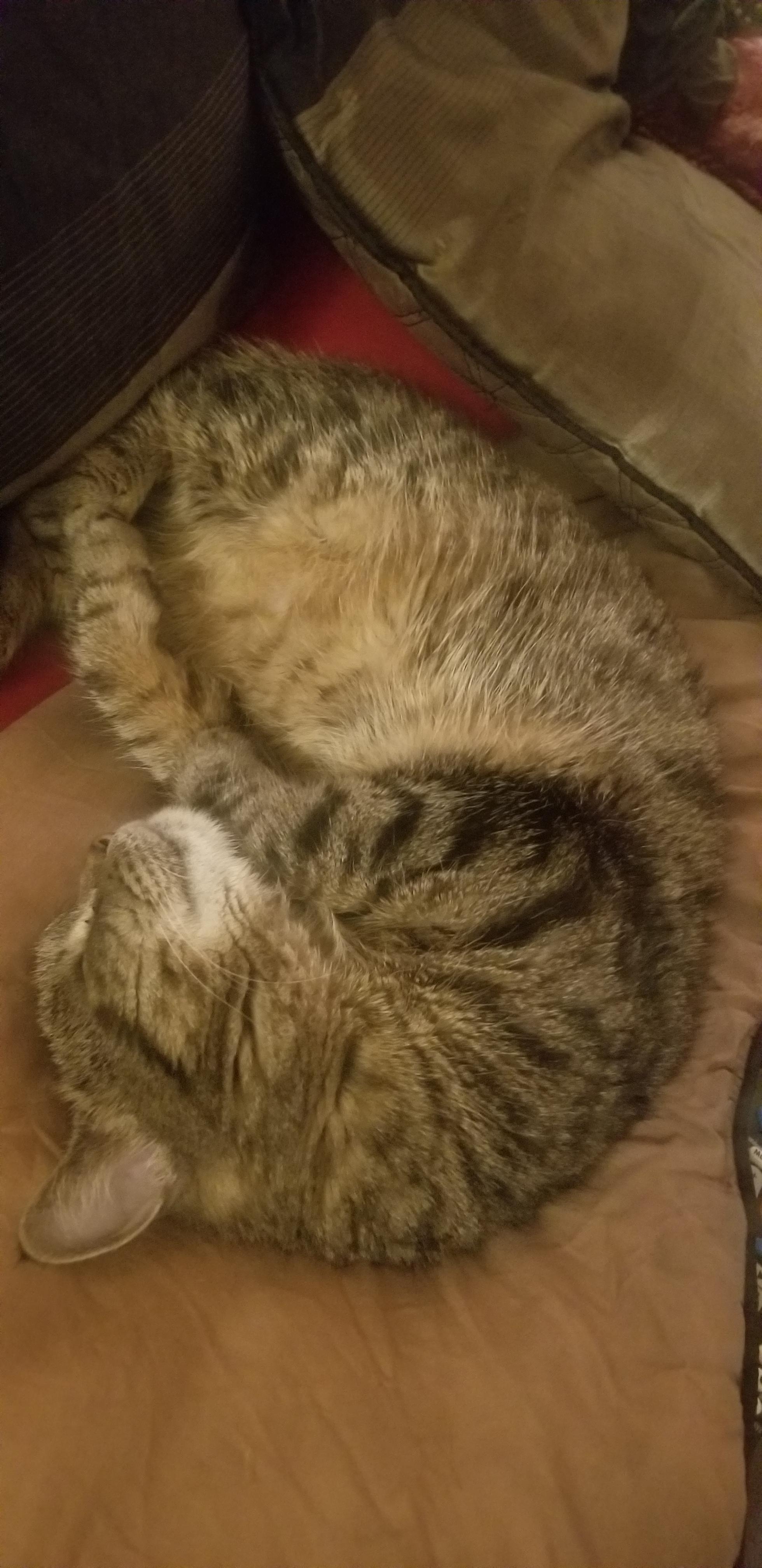 This is how my roommates adopted Cat sleeps on my bed r/aww