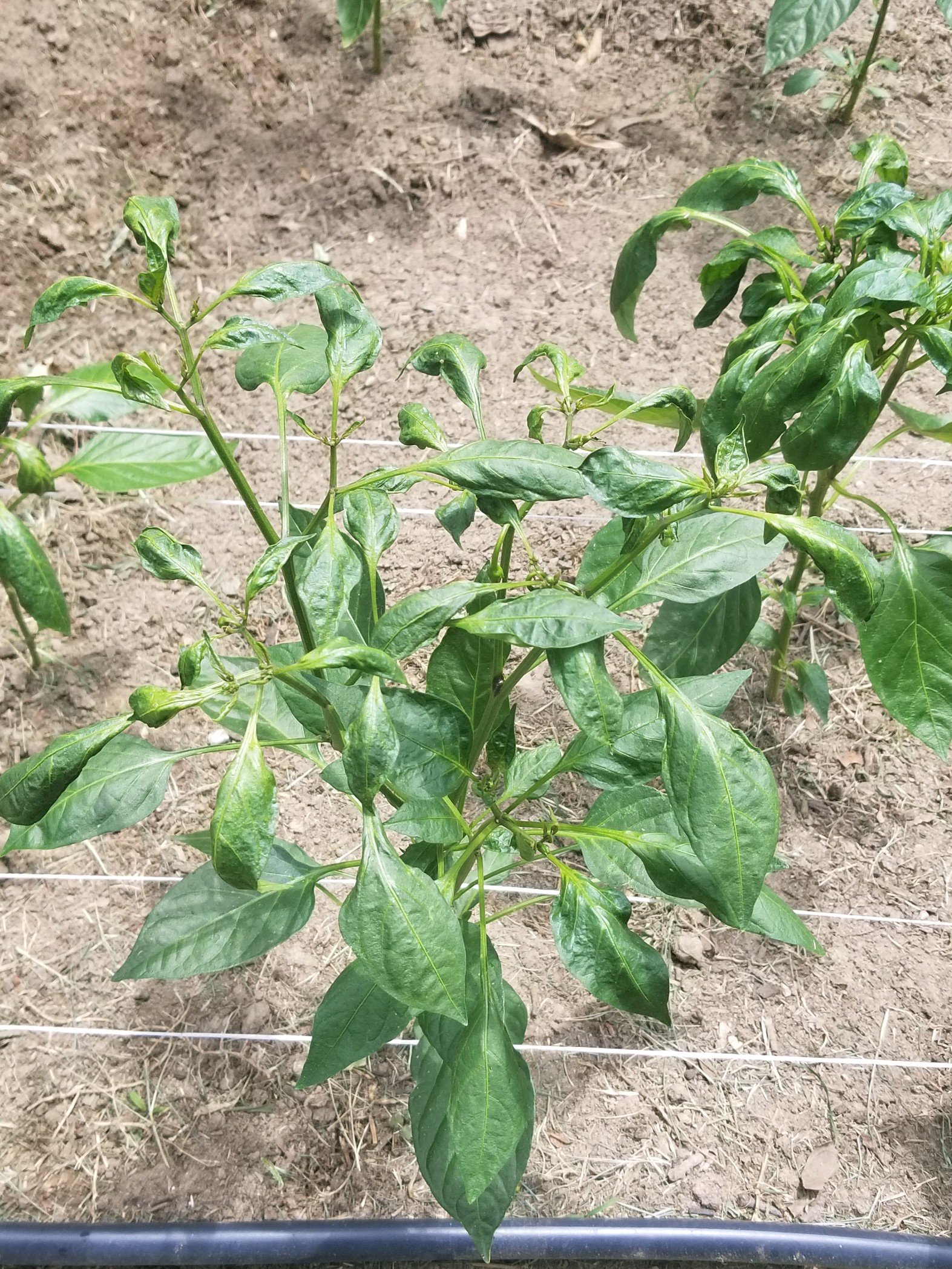 Deformed Leaves on Pepper Plants r/plantclinic