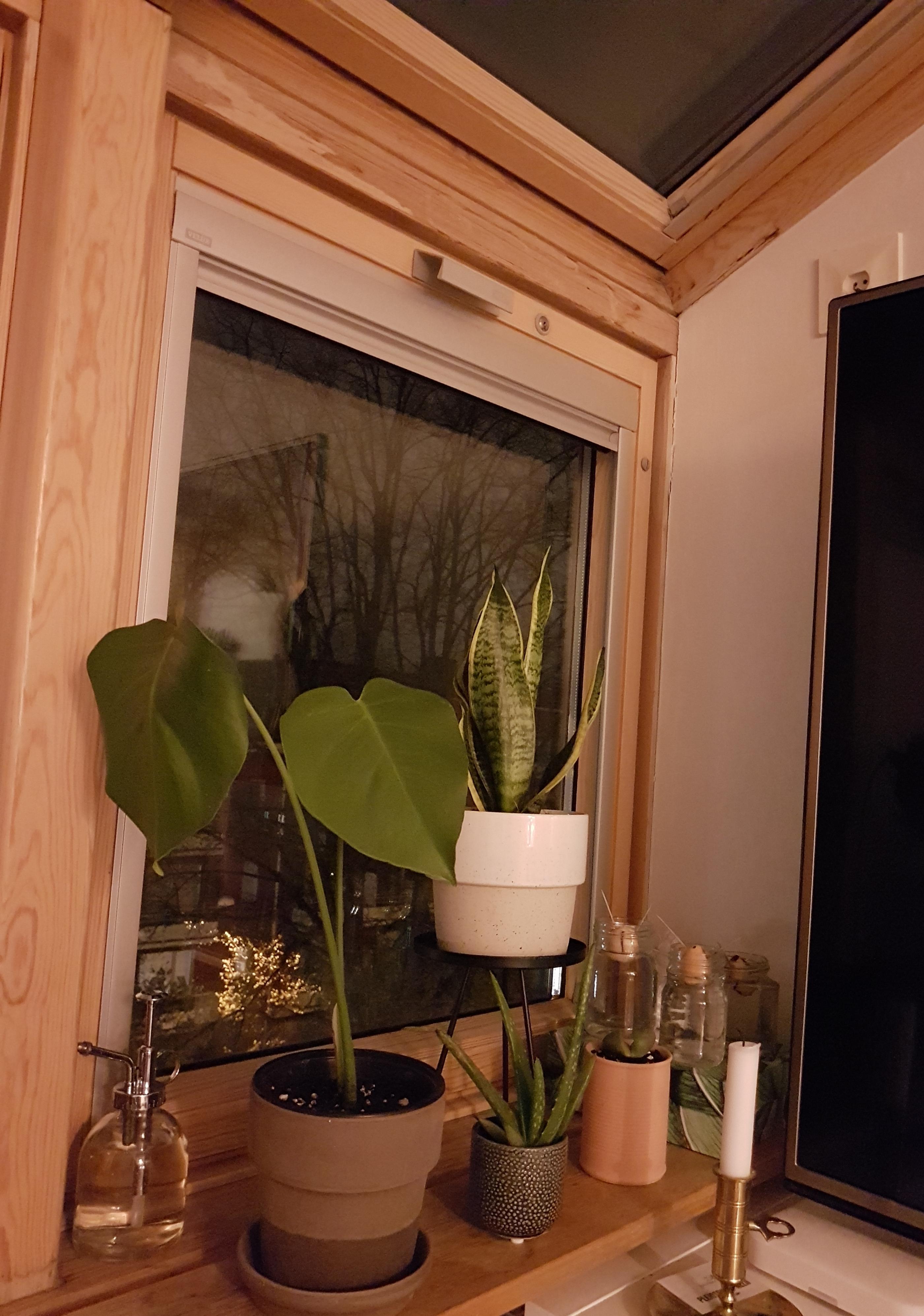 I've made a little corner for my new babies 🌿💫 r/houseplants