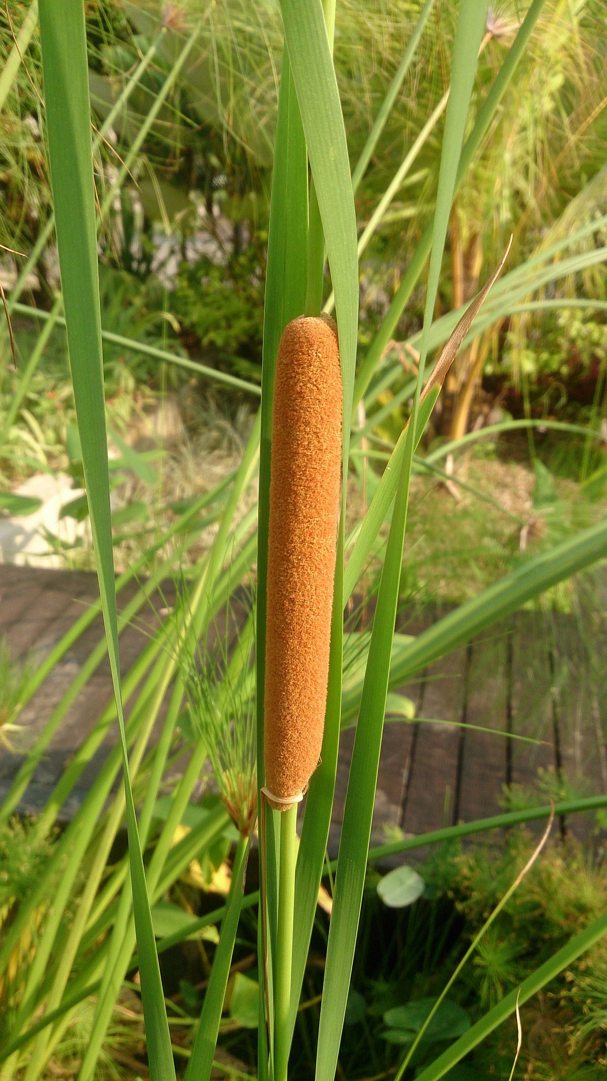 Natures hot dog r/forbiddensnacks