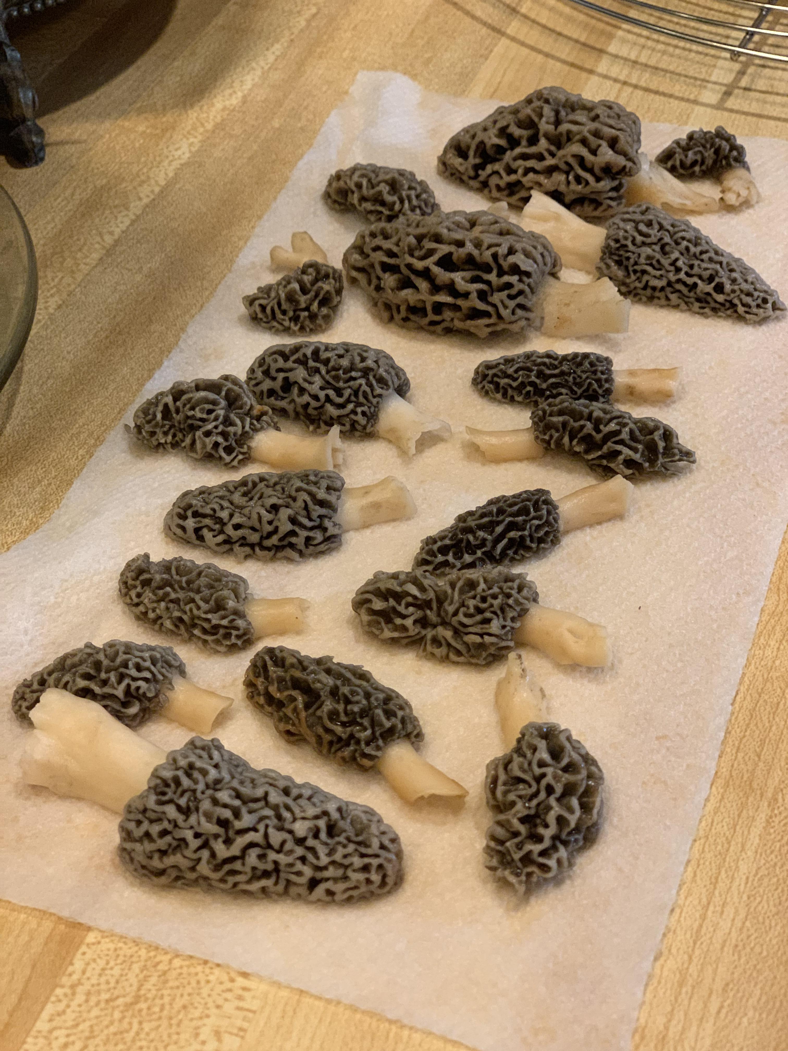 The loot from yesterday! r/Morel_Hunting
