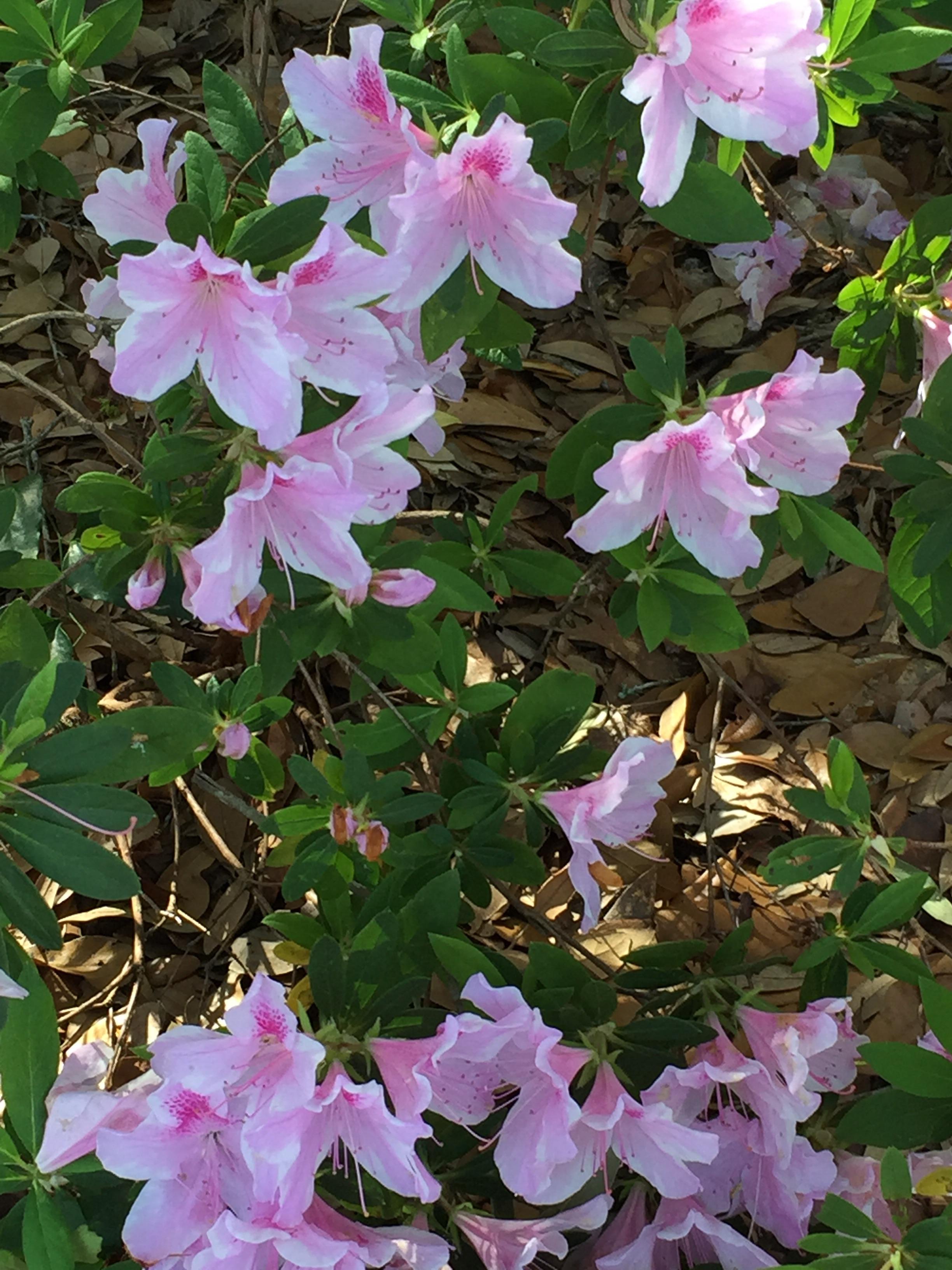 Azaleas blooming in my backyard, Valdosta r/gardening