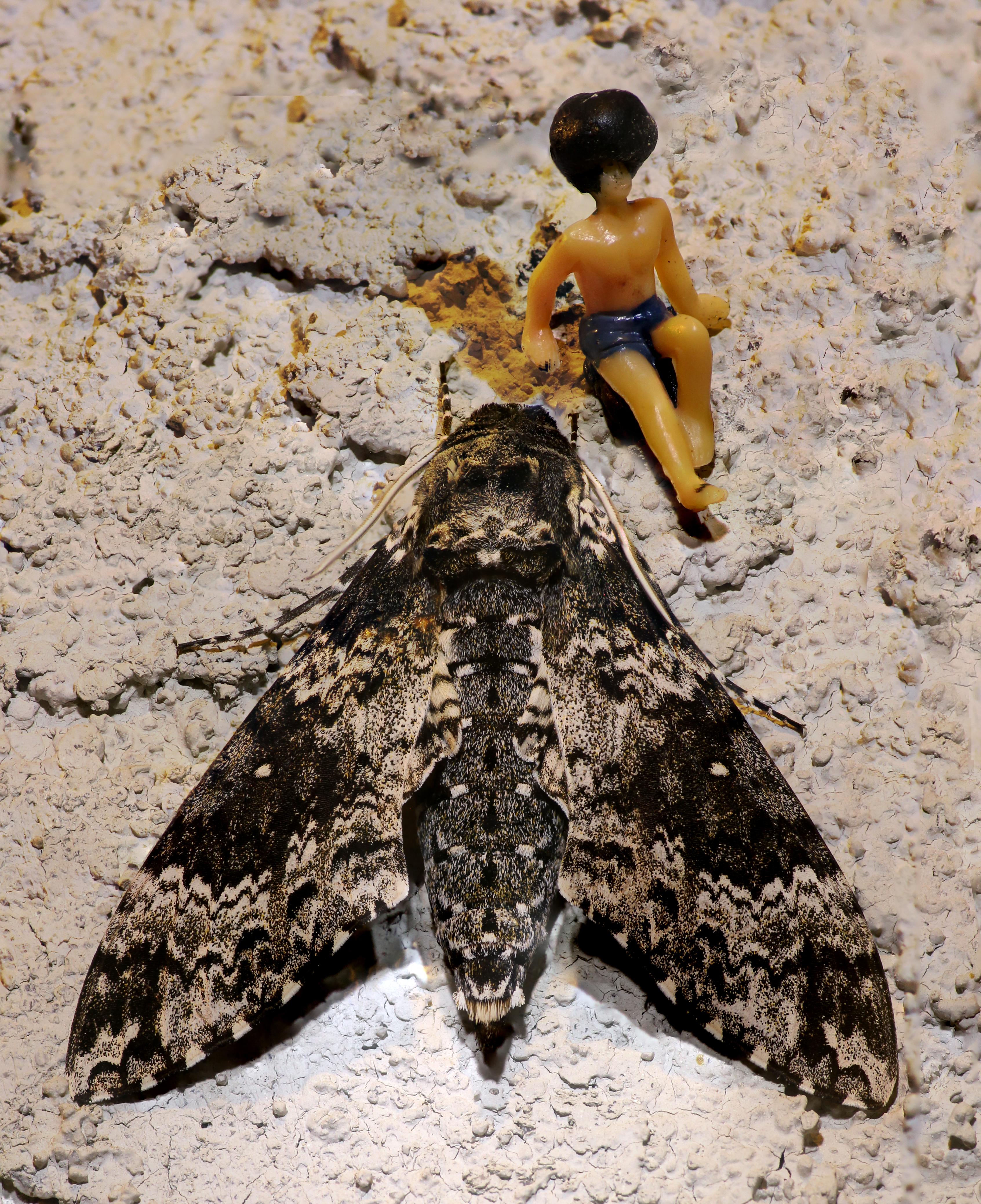 Travis and the Bucktoothed Bunny Moth r/naturepics