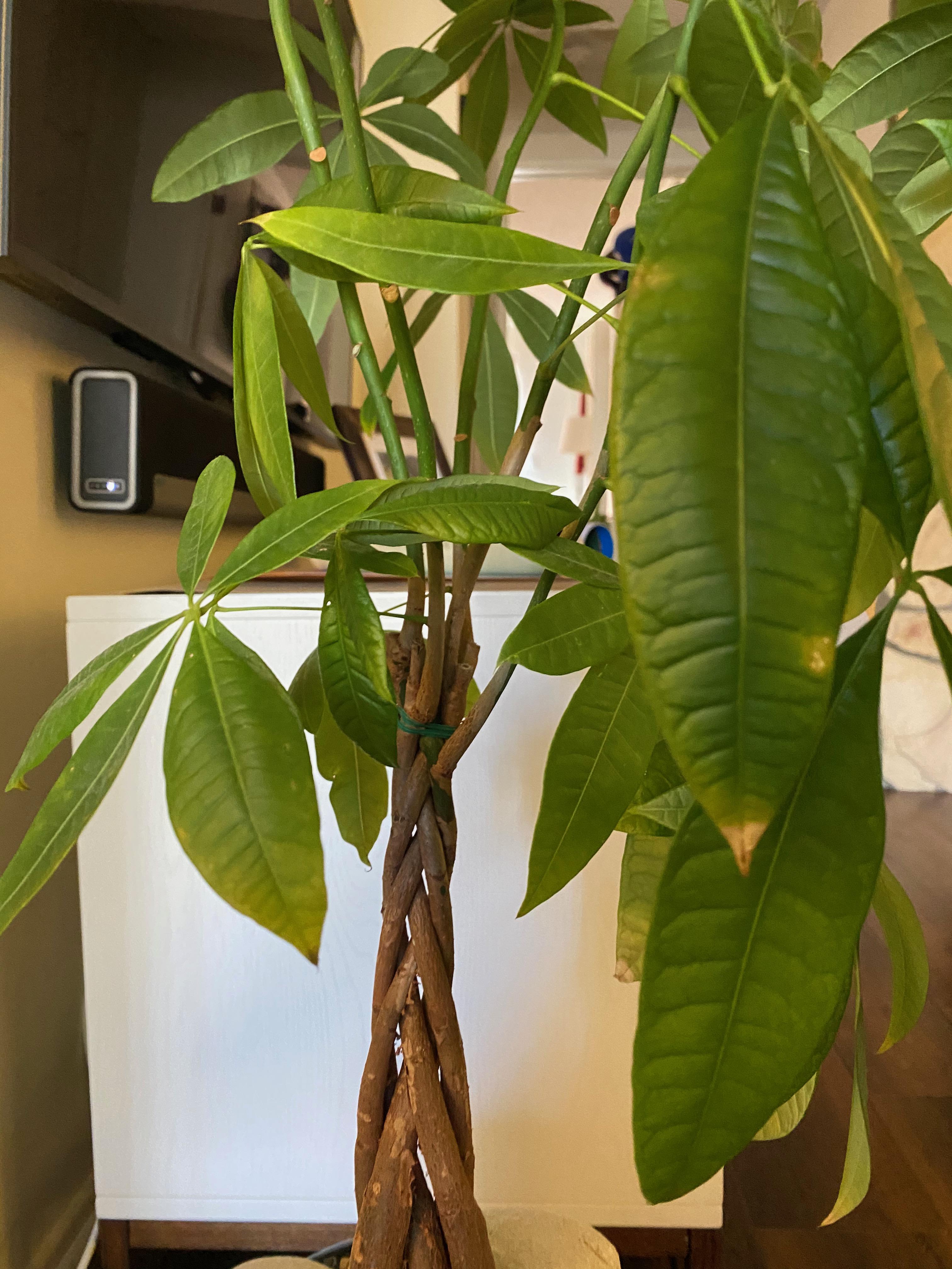 Repotted braided money tree has dying leaves / abrasions at base? r/plantclinic