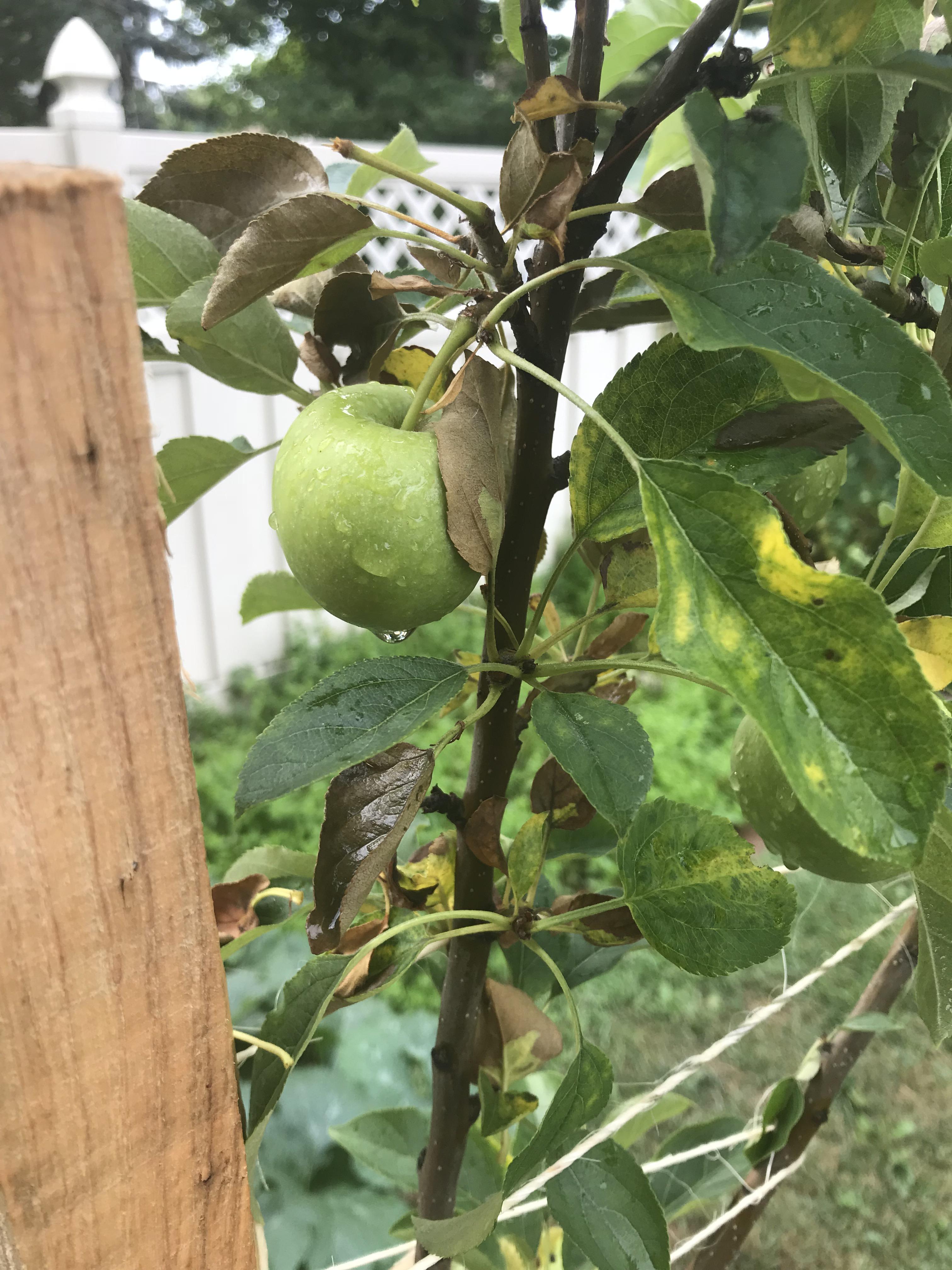 Golden Delicious Apple Tree not looking so good. Leaves are browning