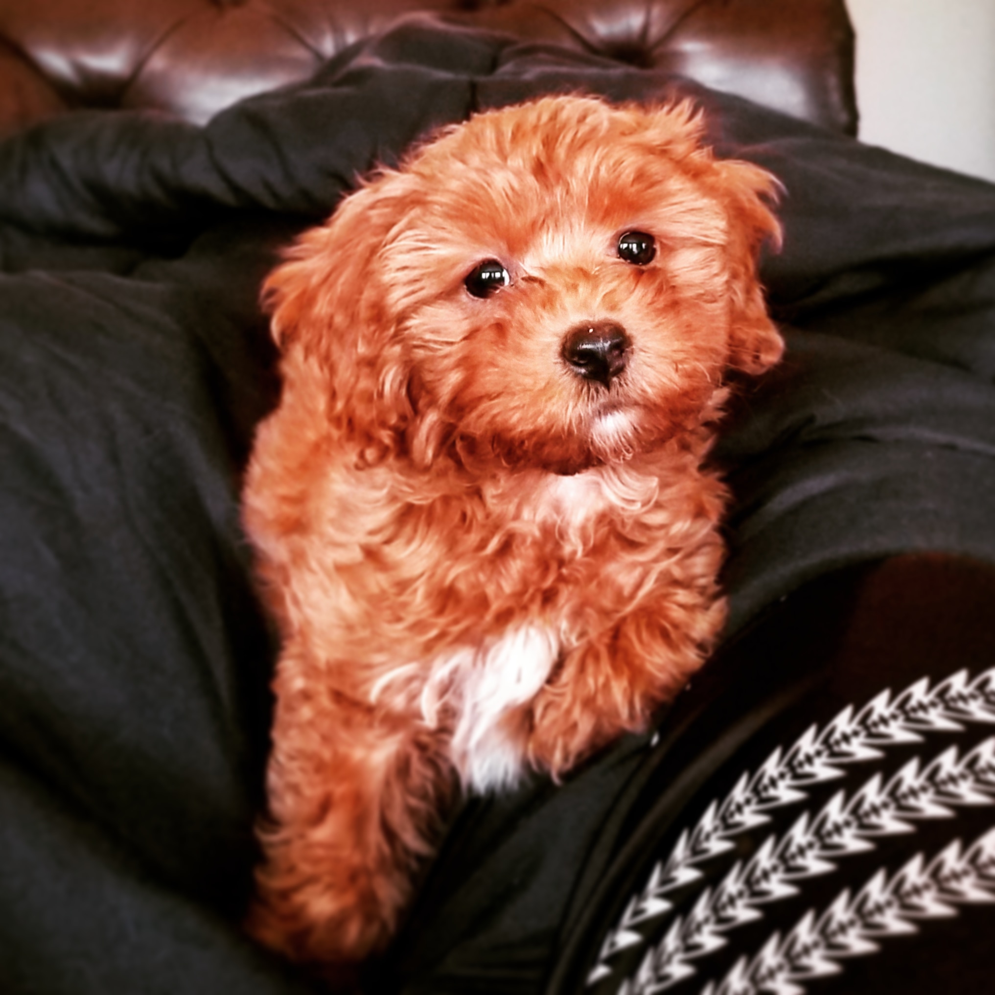 How my 9 week old Cockapoo looks when she wants to be cuddled to sleep