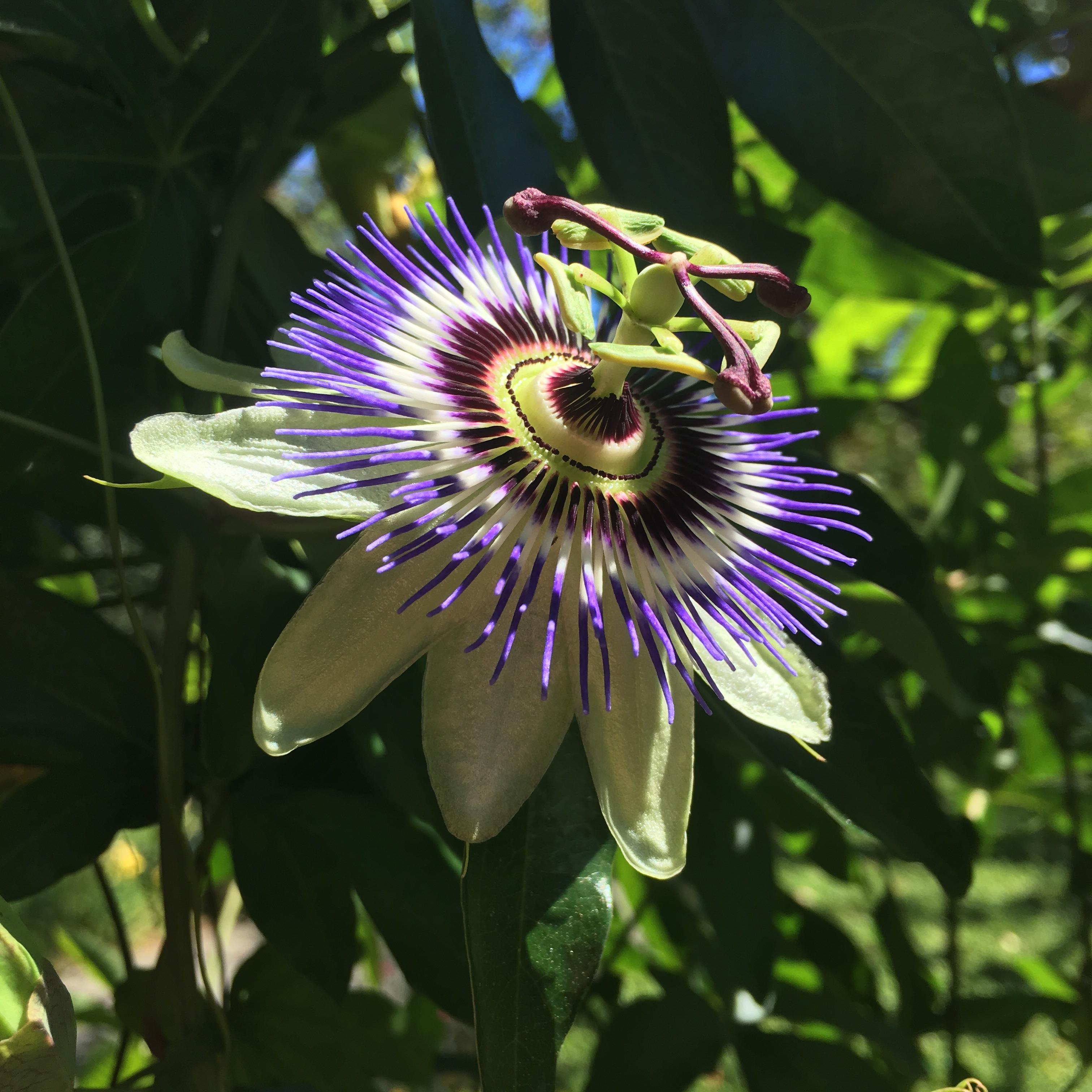 Found this very crazy looking flower today in Seattle, WA! cute pic