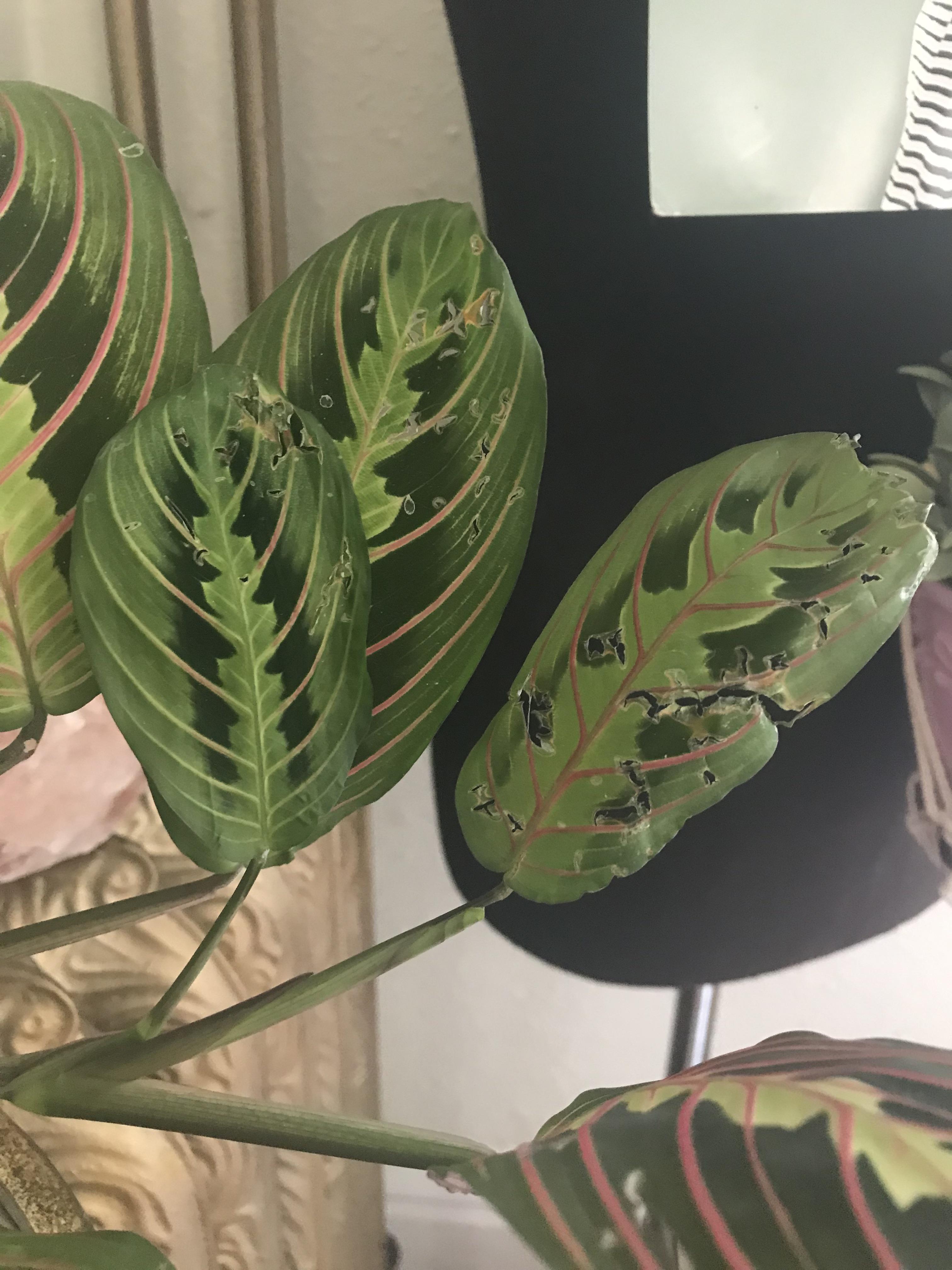 What’s eating my plant?????? r/plants