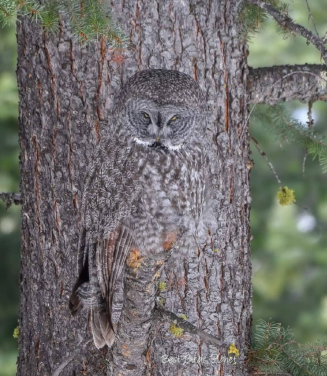 🔥 this stunning example of Owl camouflage r/NatureIsFuckingLit