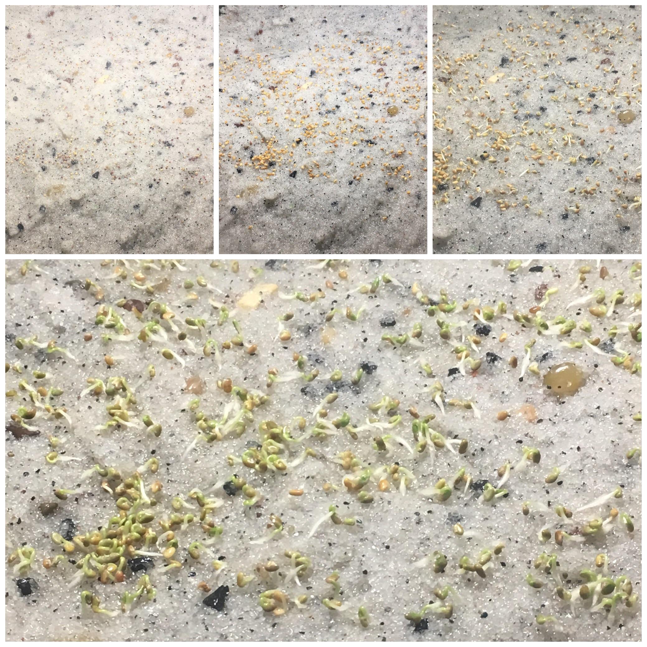 Day 4 carpet seeds. Showing some green! r/Aquariums