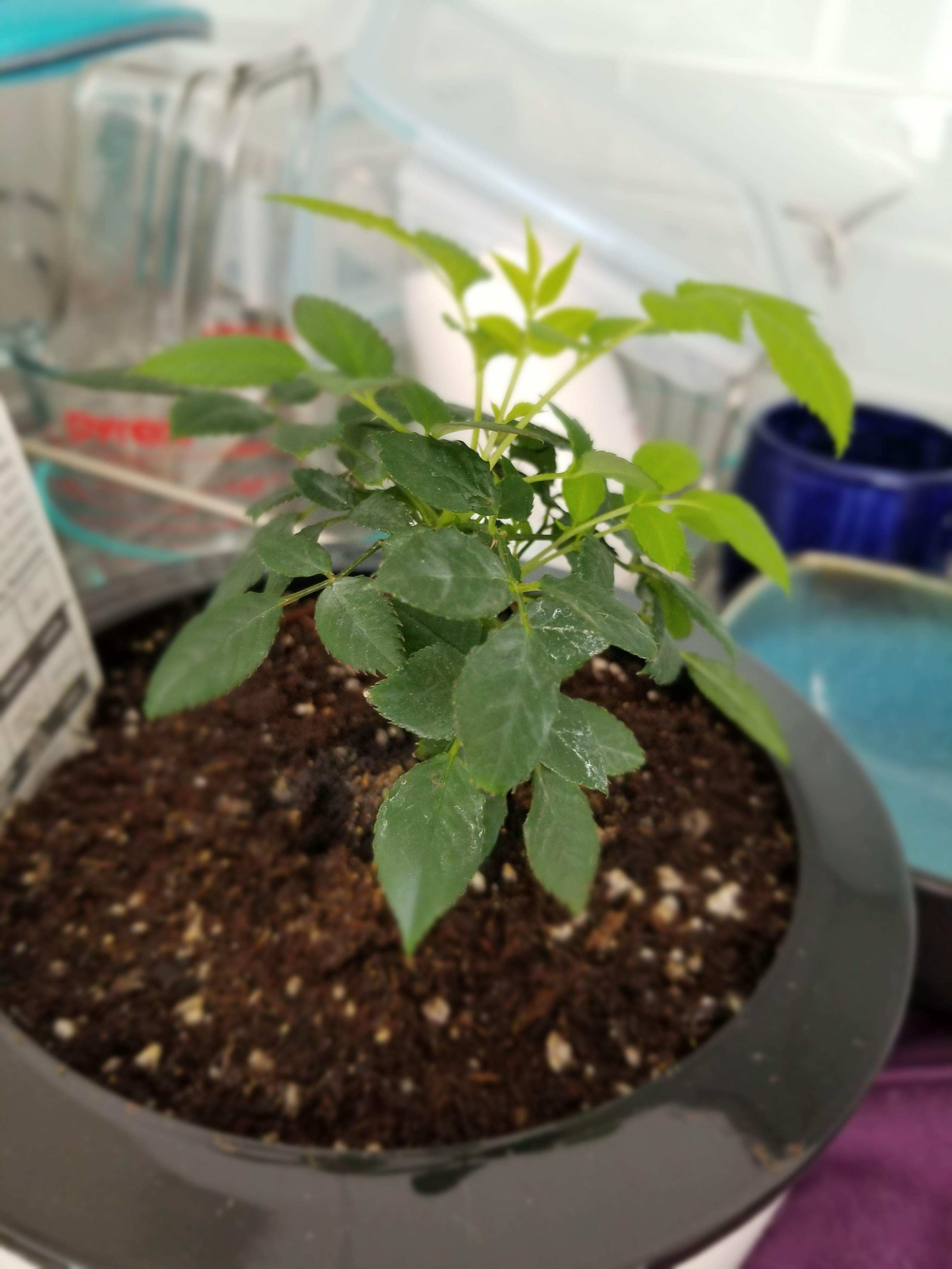 Mini rose bush with white powderish film on leaves. What is it? Is it