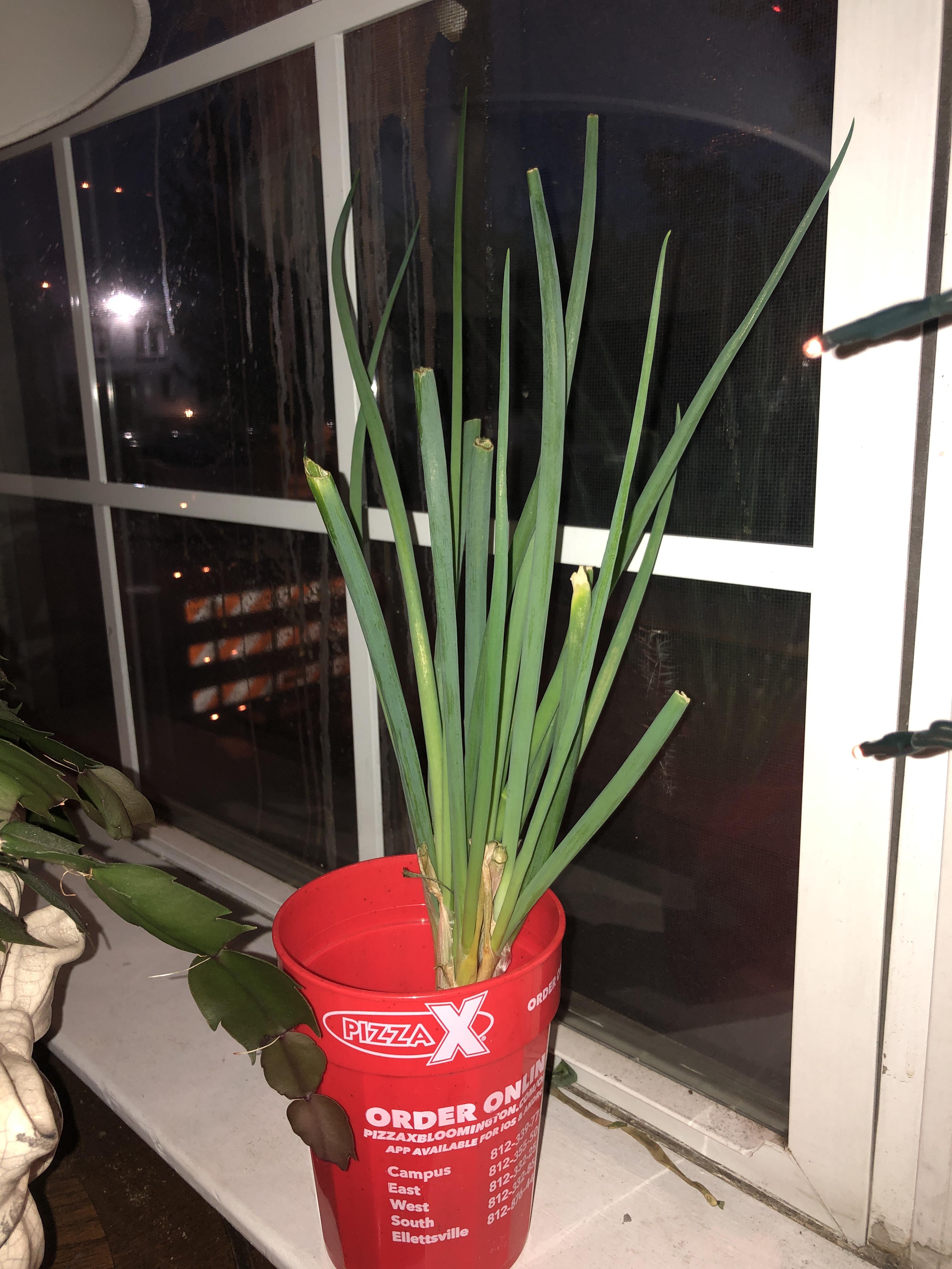 prop your store bought green onions and never buy them again! r