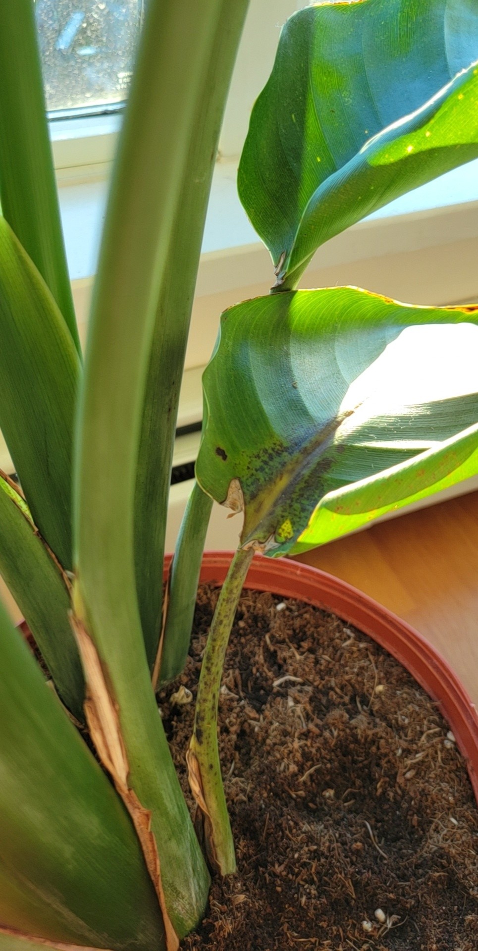 Black/Brown spots on my birds of paradise? I went on vacation for a
