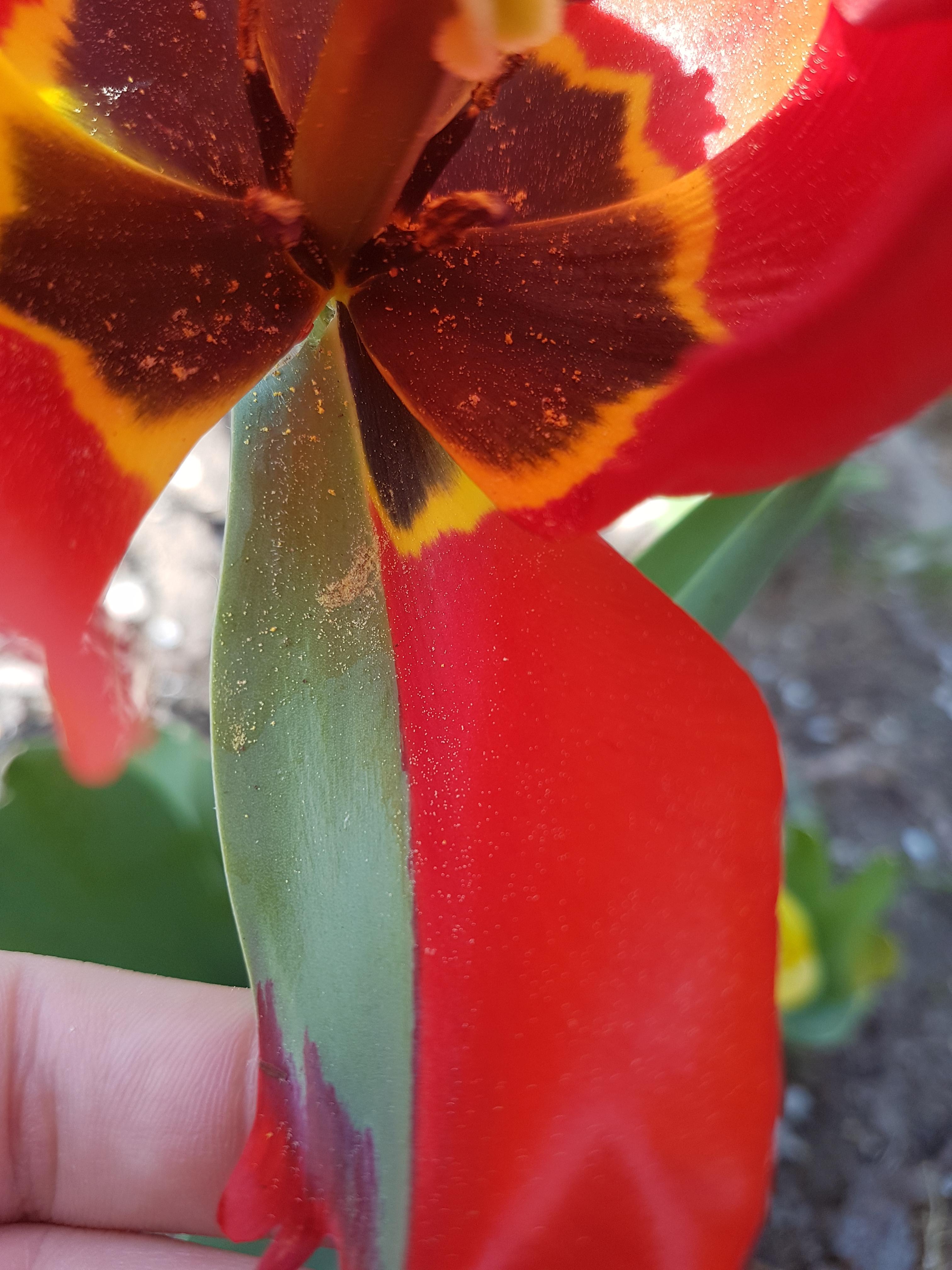 A flower petal that didnt grow out r/mildlyinteresting
