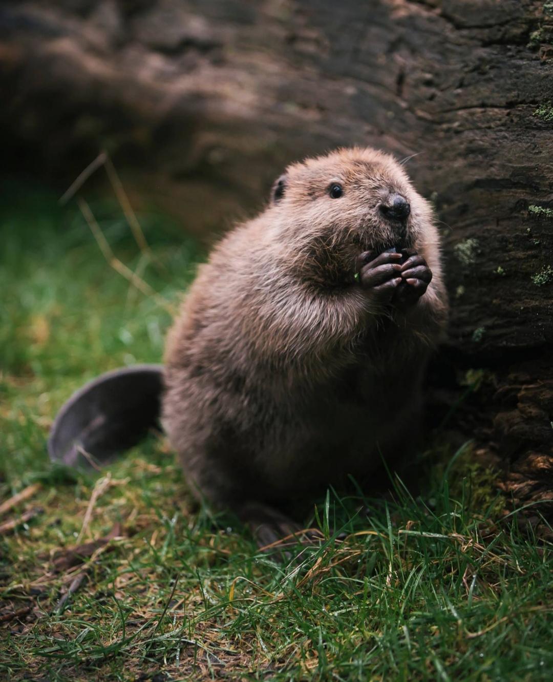 Beaver's teeth never stop growing. This is why they are always chewing