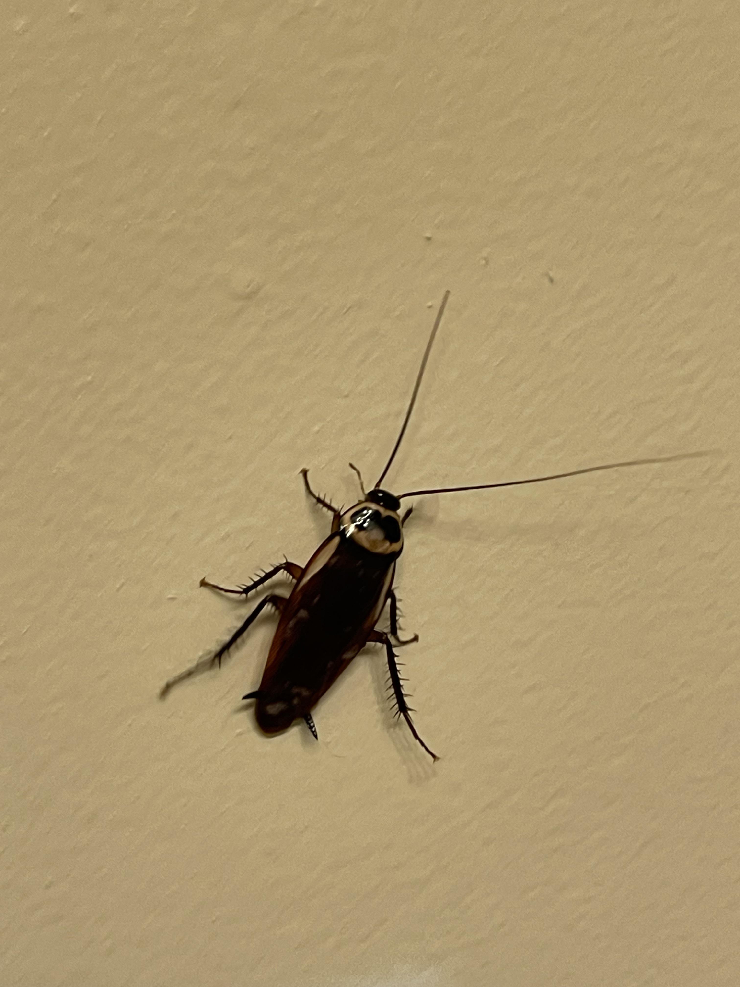 Palmetto Bug Vs Cockroach
