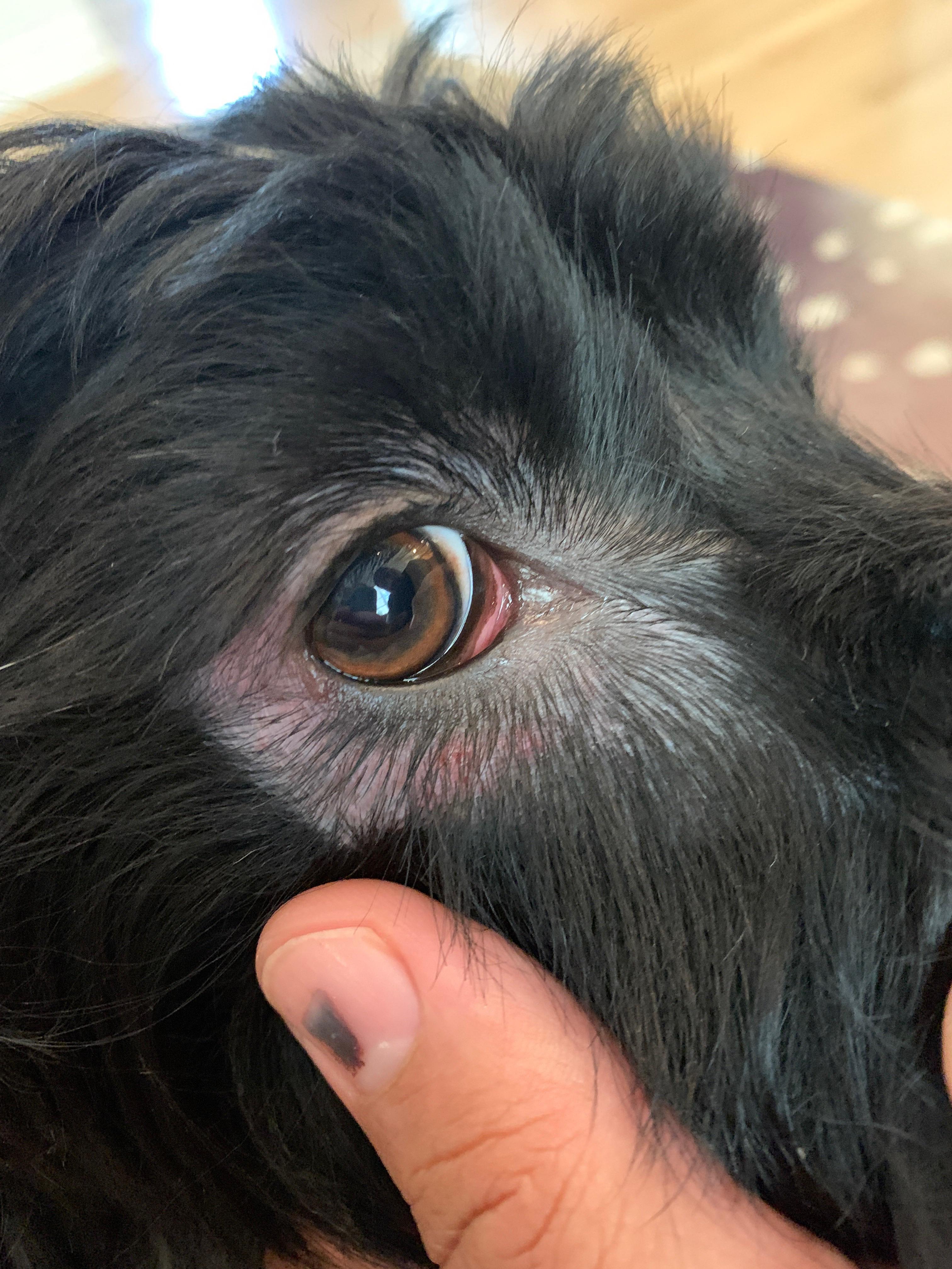 Anyone dealt with this before? r/labradoodles