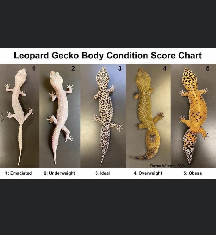 Leopard Gecko Morphs Chart