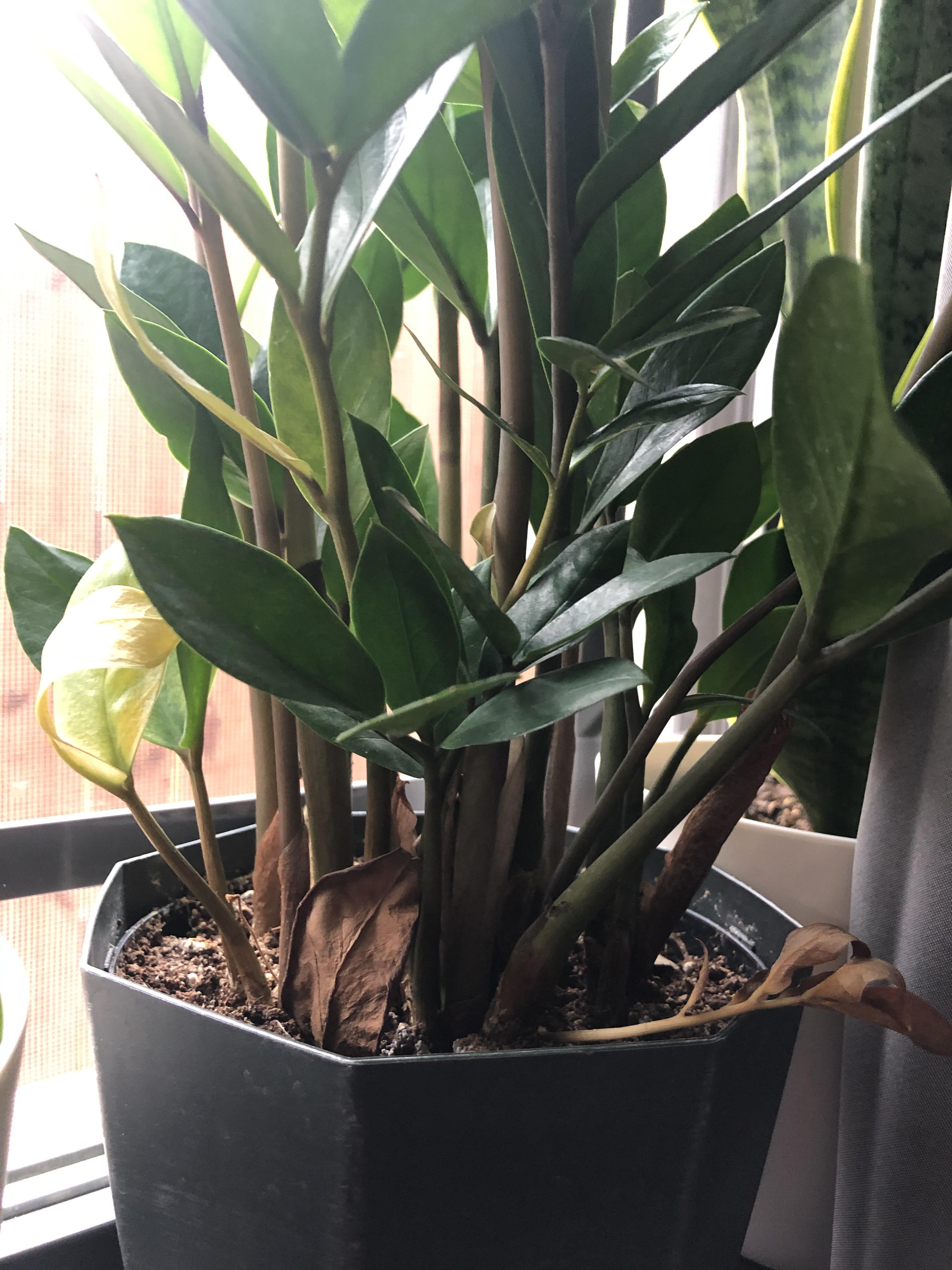 Wondering what going on with my ZZ Top plant the bottom leaves are