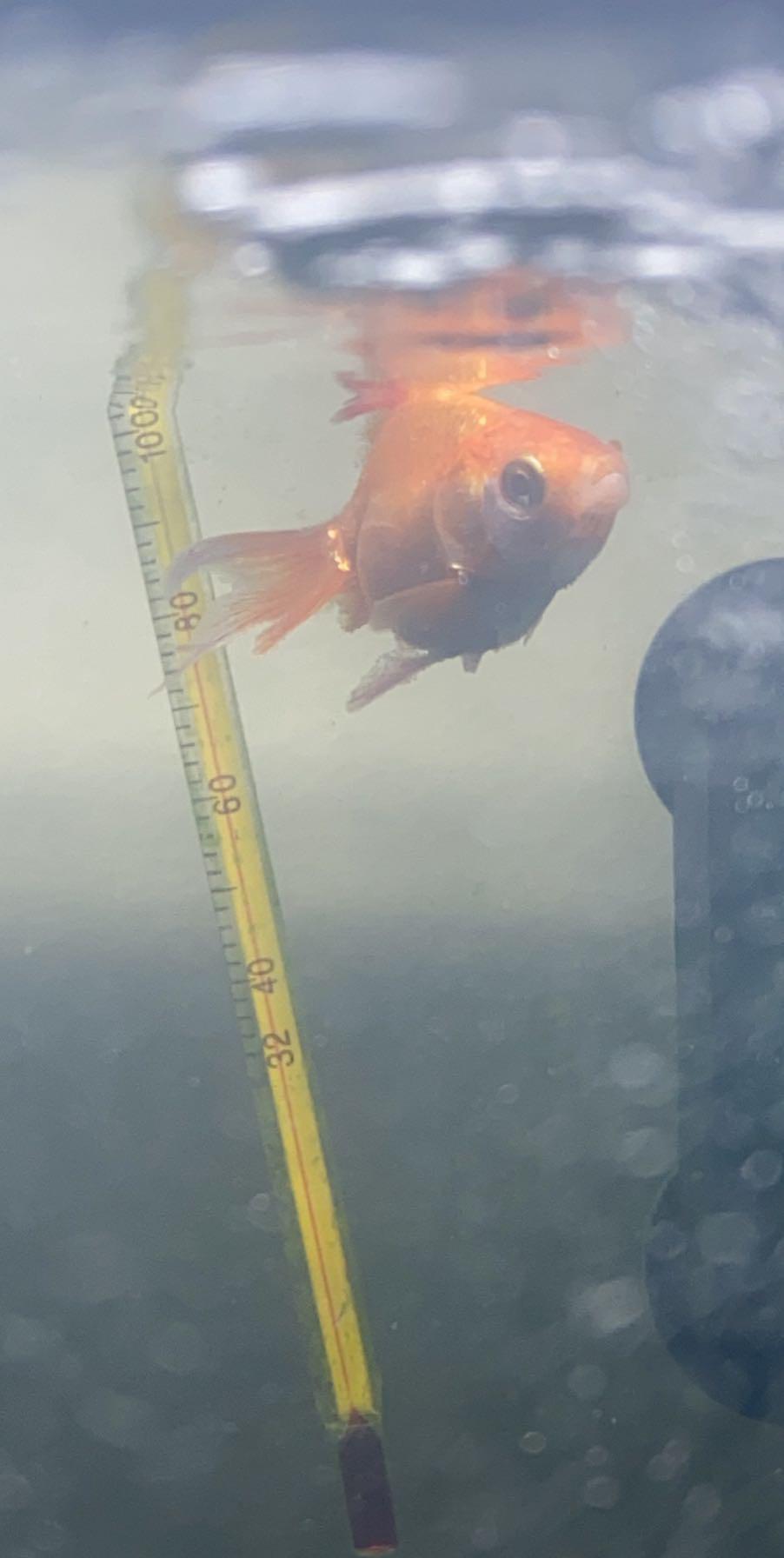 He got sucked into the filter and his fins got shredded, will they grow