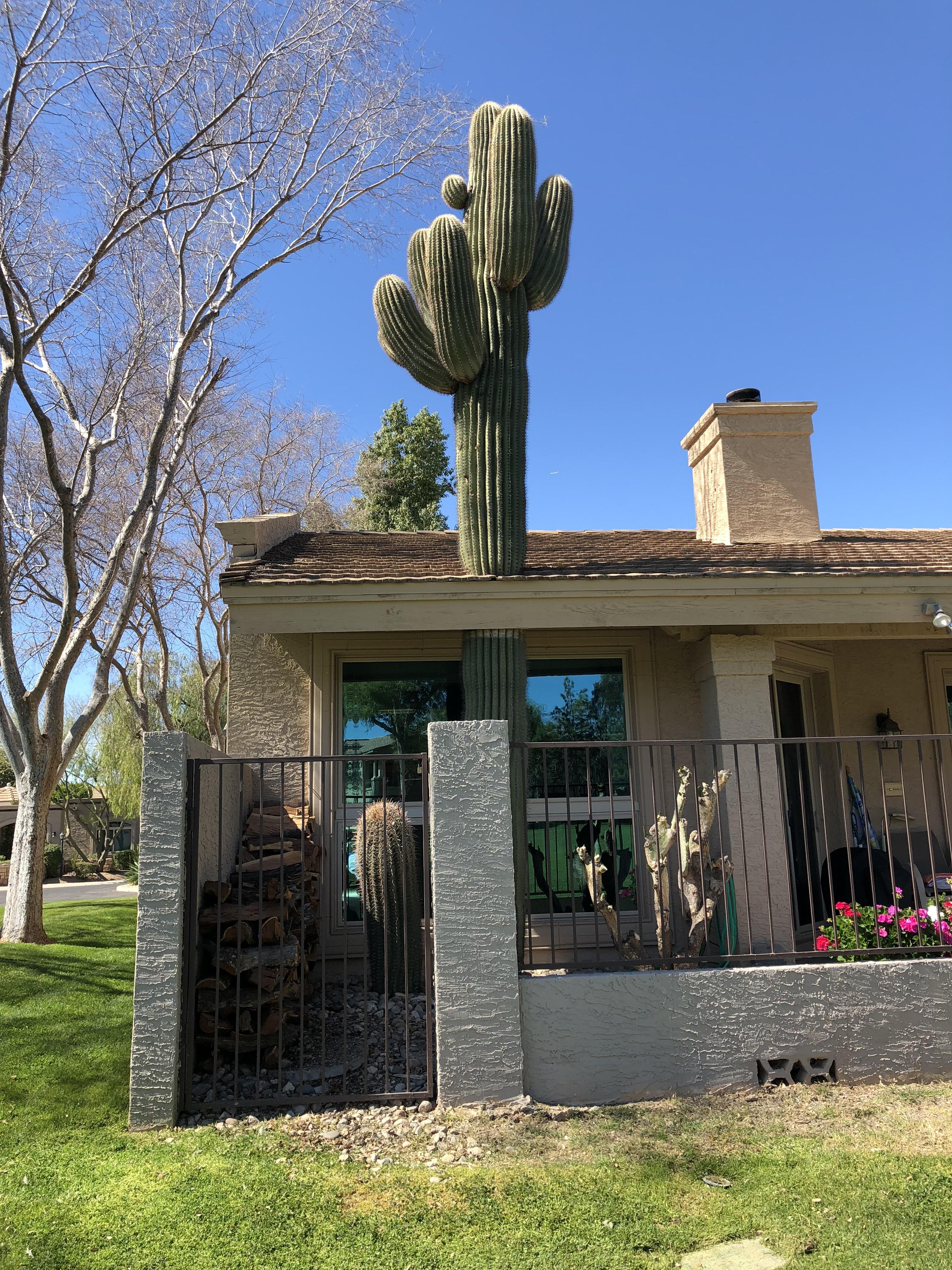 This house that’s built around a Saguaro. r/mildlyinteresting
