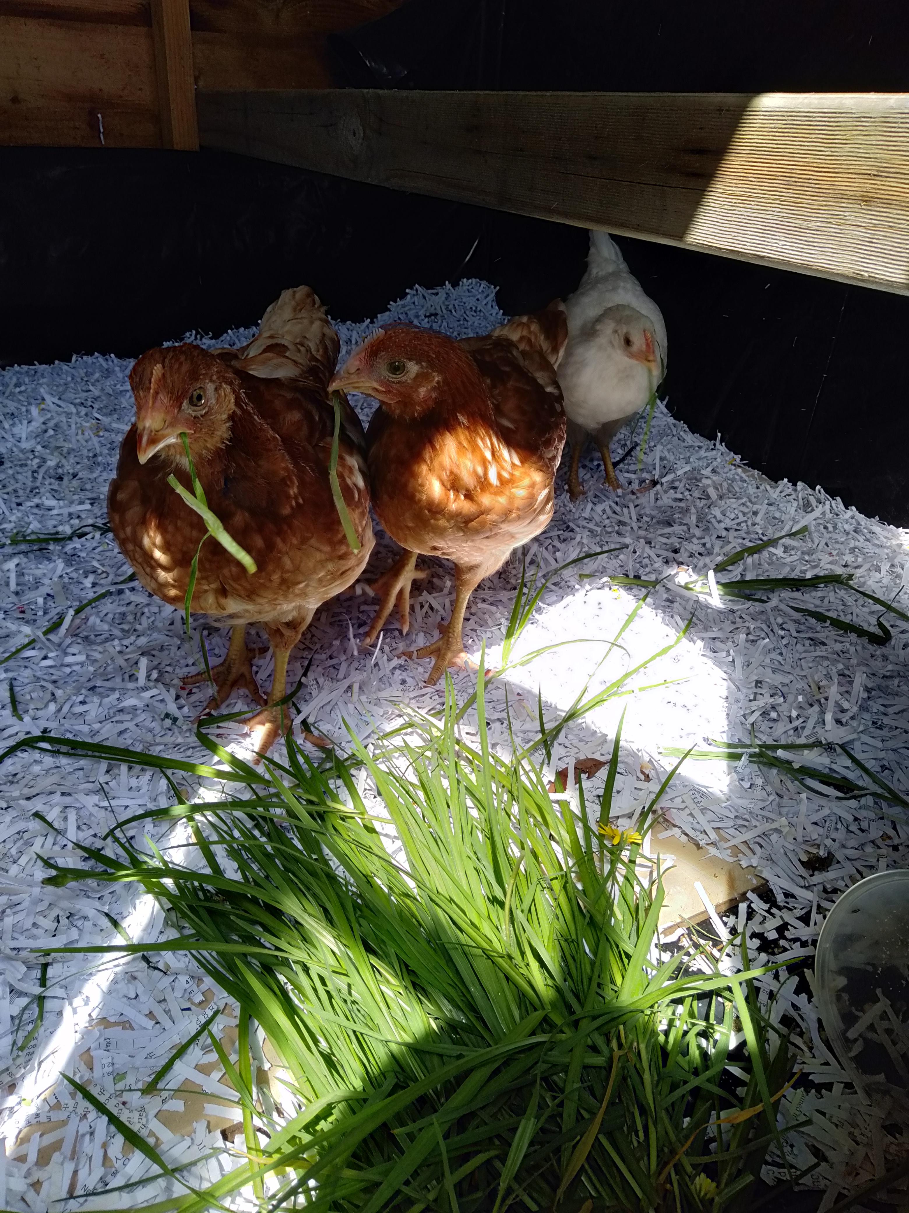 My new little peep peep peeps r/chickens
