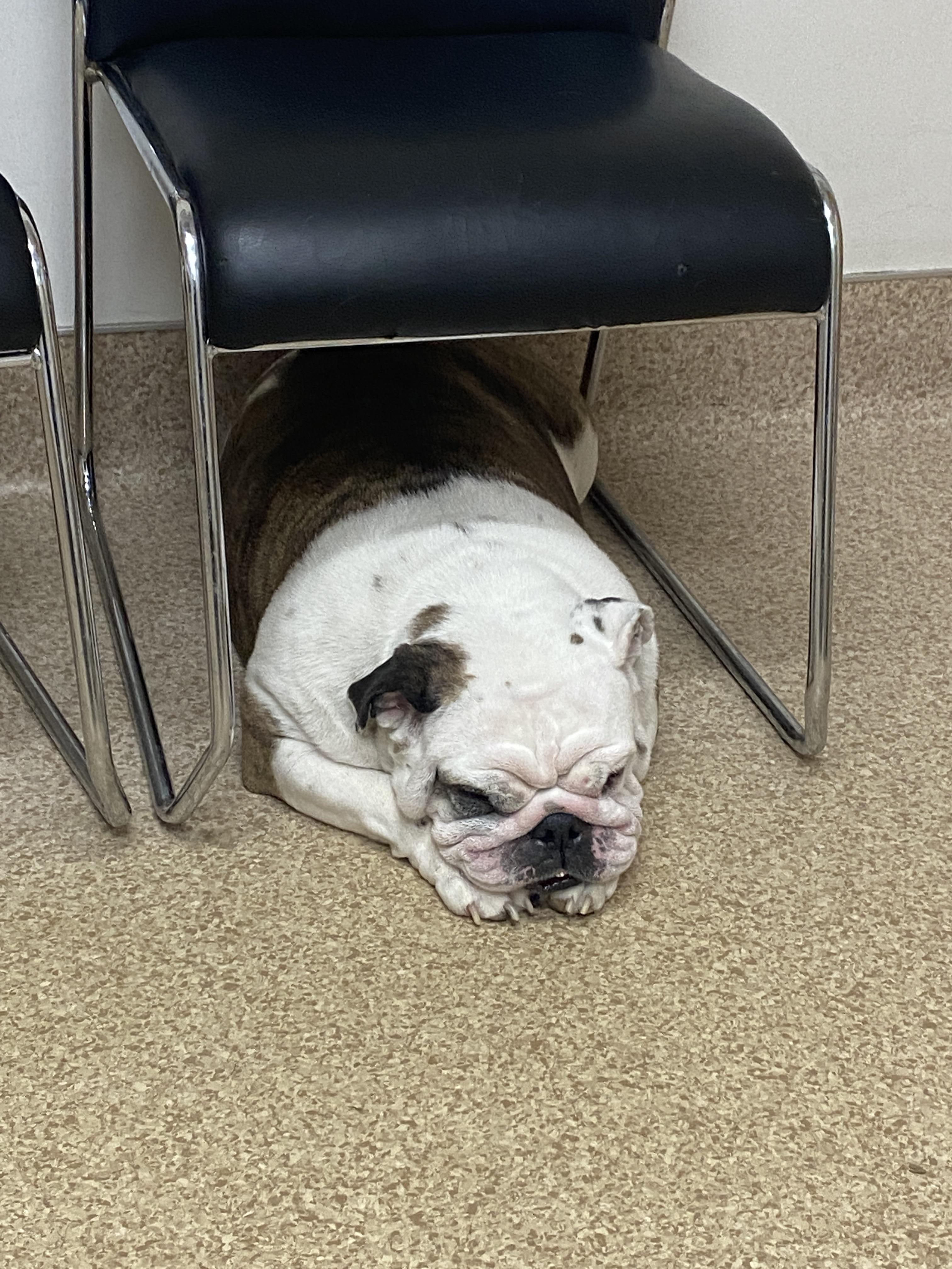 Vet visit😕 r/Bulldogs