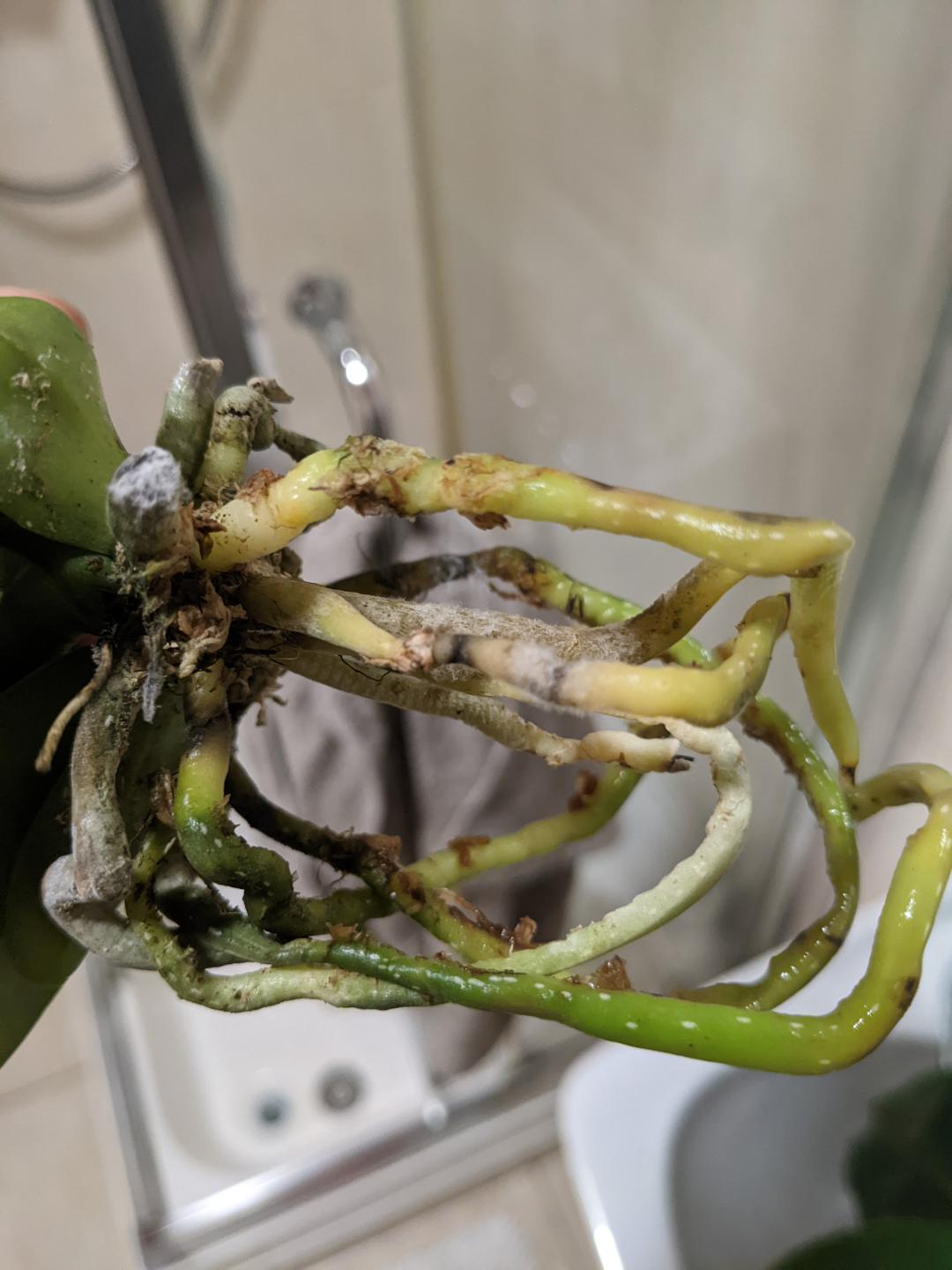 White fungus/mold? on roots r/orchids