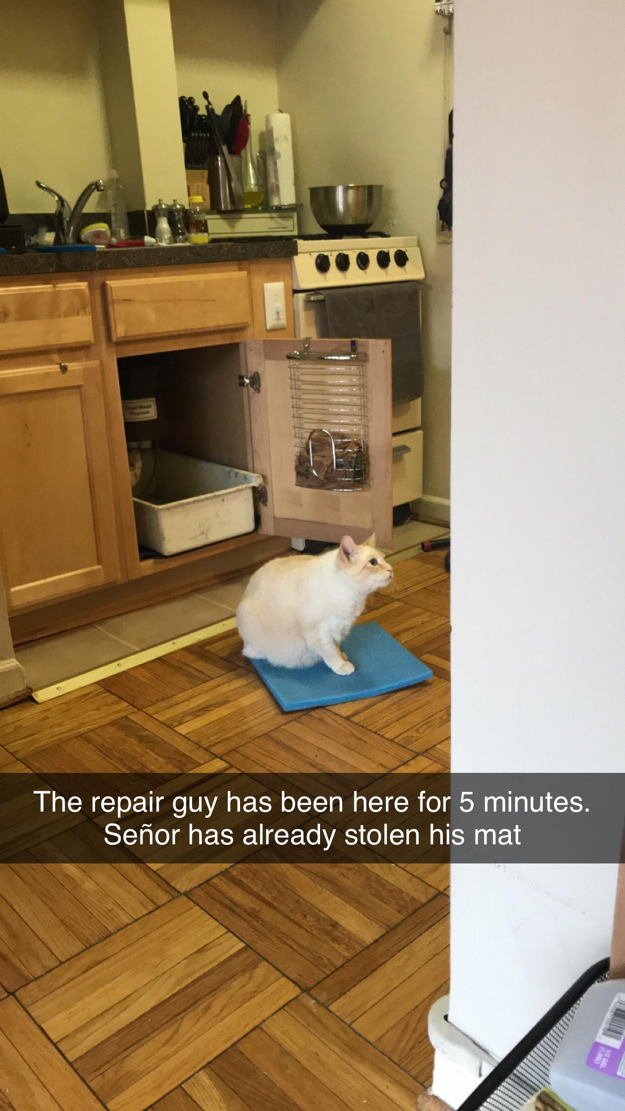 Had to get a leaky sink fixed & my flame point Siamese took it upon