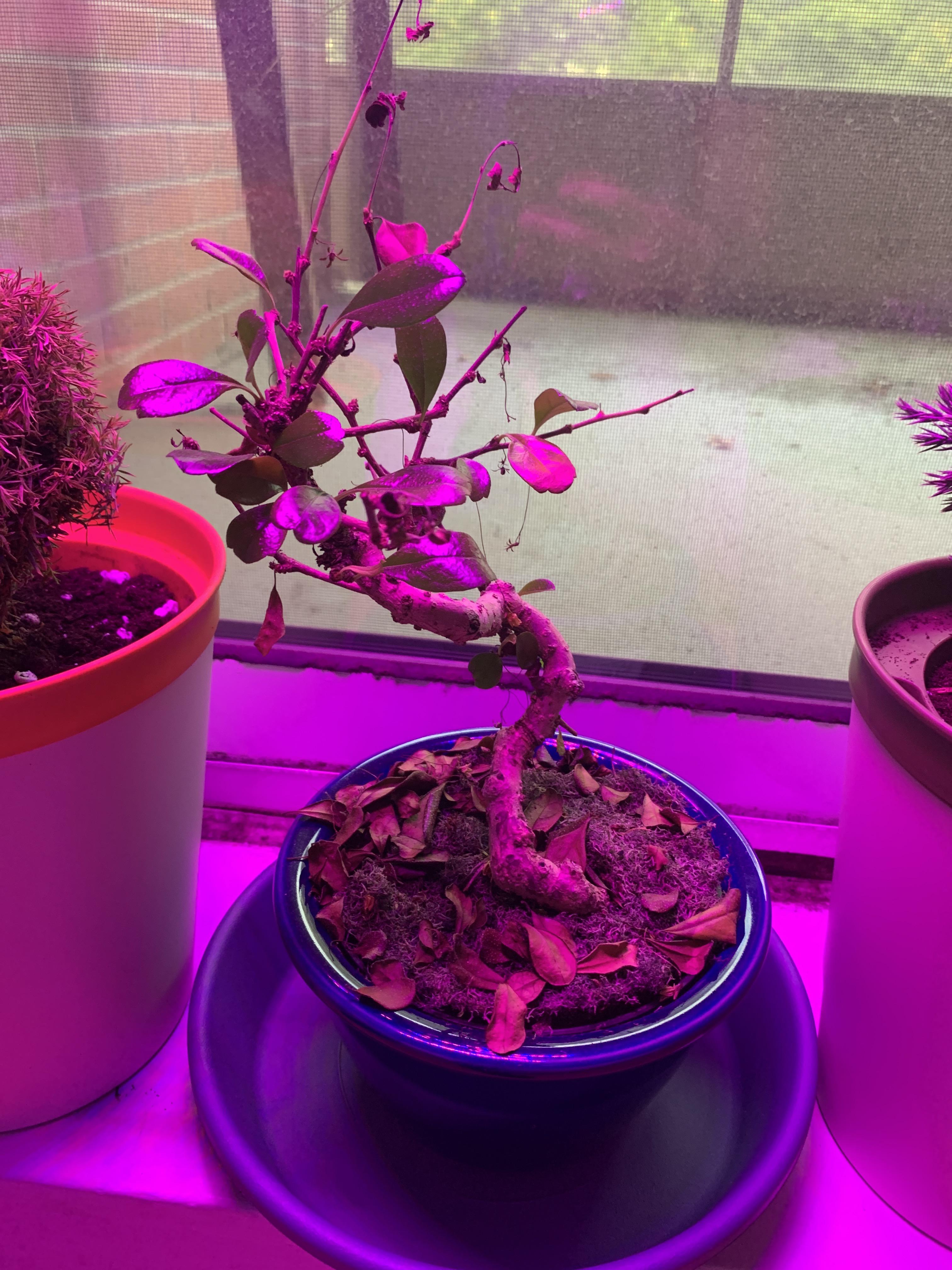 Dying bonsai r/plantclinic