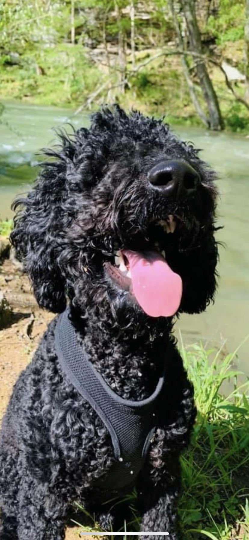 Best hiking buddy there is! r/PuppySmiles