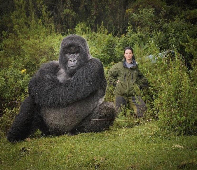 Isaburuku the gorilla next to a human r/HumanForScale
