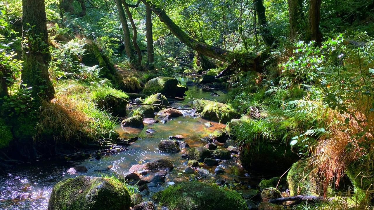 (OC) A little woodland stream drenched in early morning sun. Padley