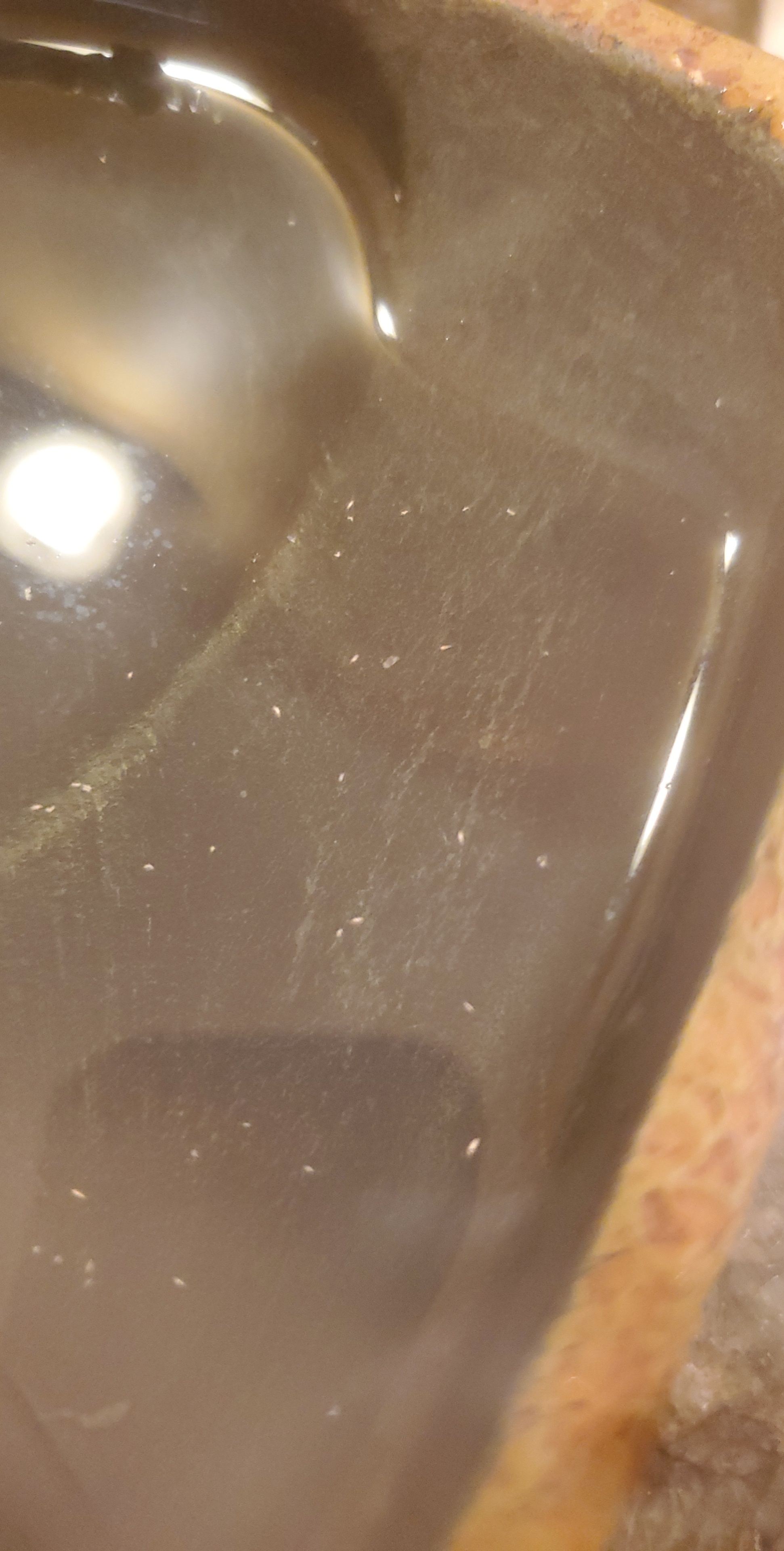 Found little white bugs in my snake's water dish. What are they? r