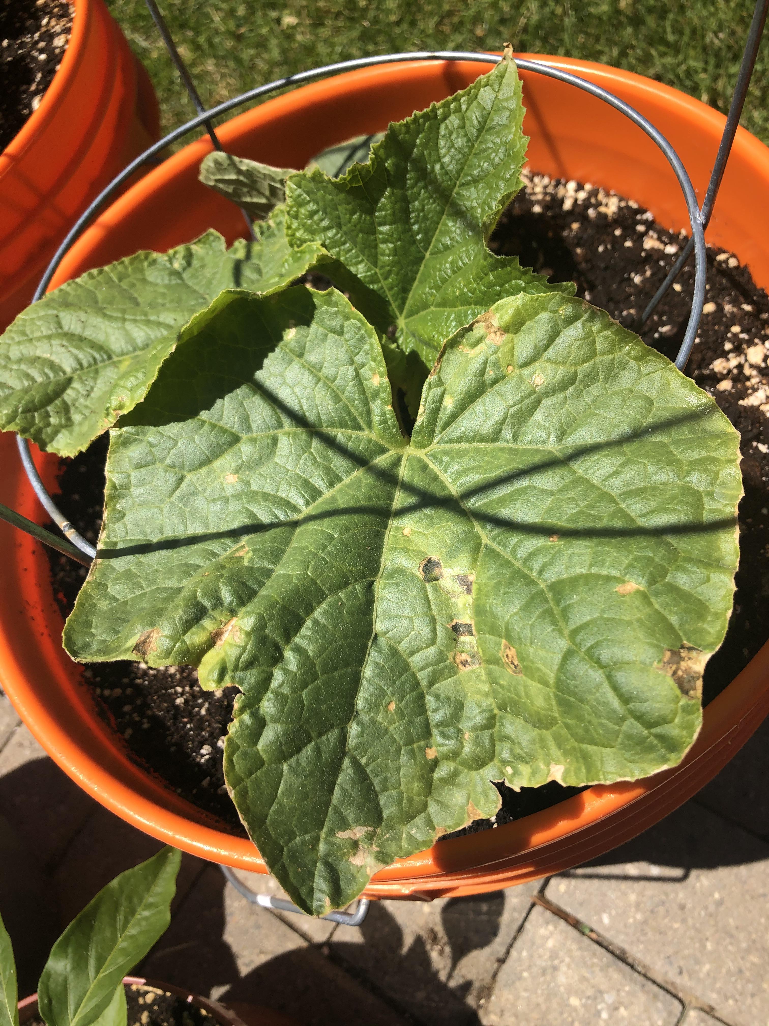 Why is my cucumber getting brown spots? r/gardening